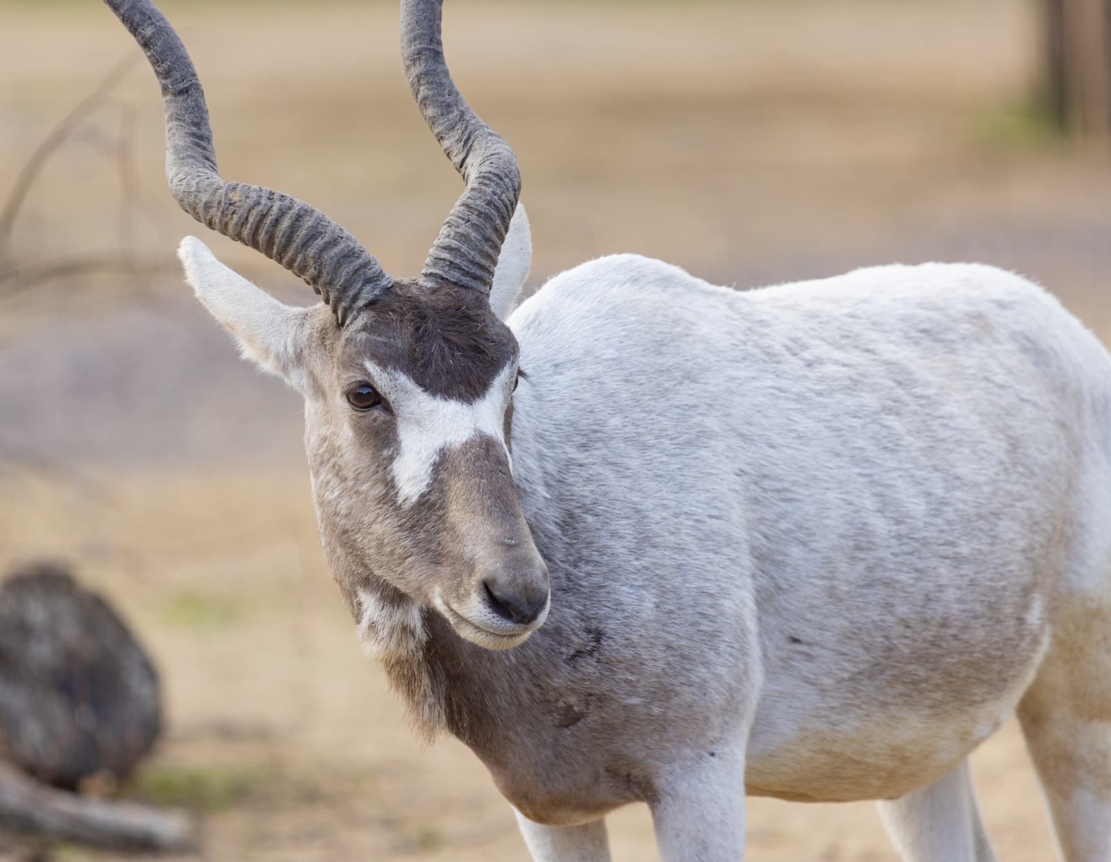 Pale gray antelope with spiraled horns and dark face markings, standing in a dry, blurred landscape.