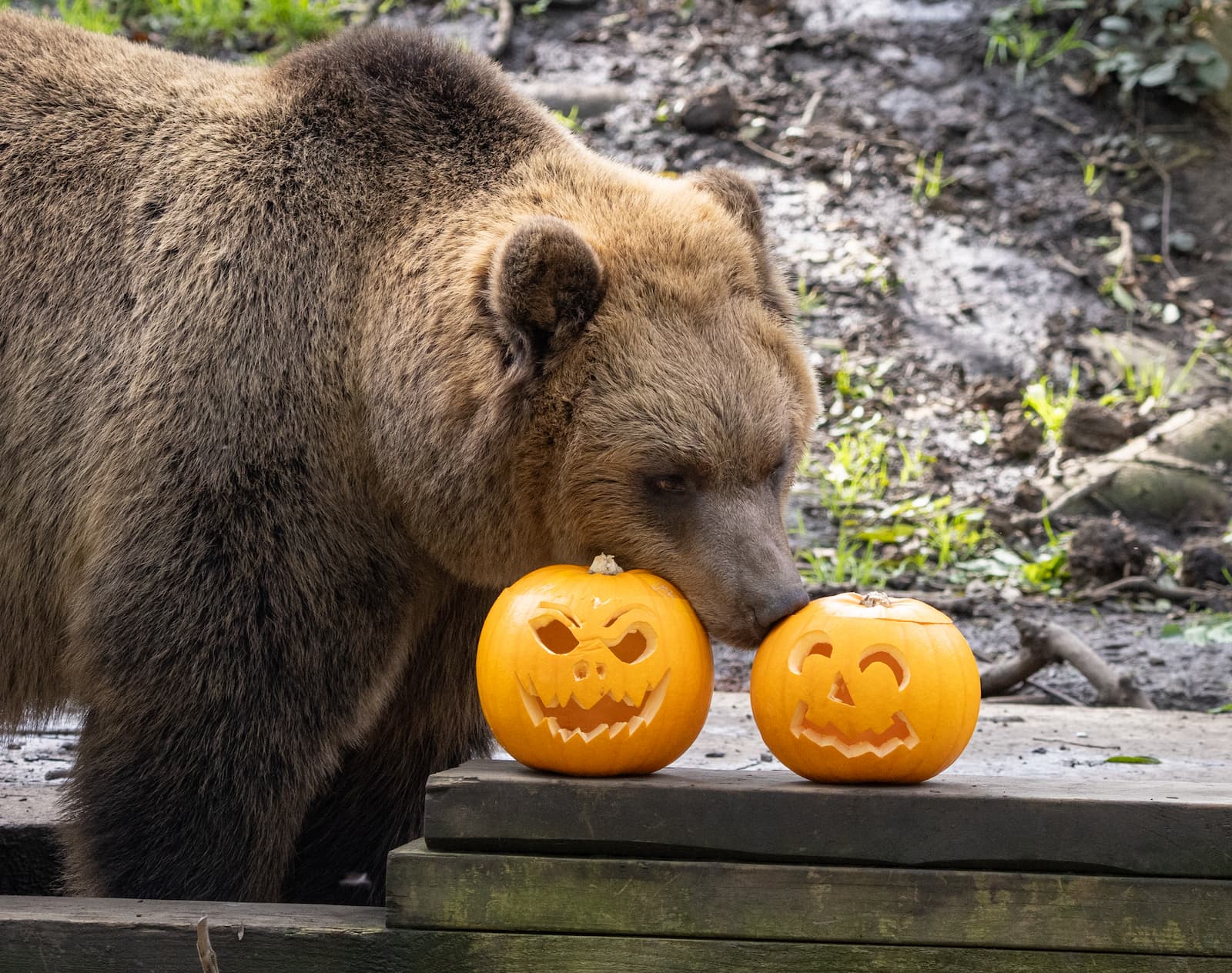 Brown bear with two carved pumpkins