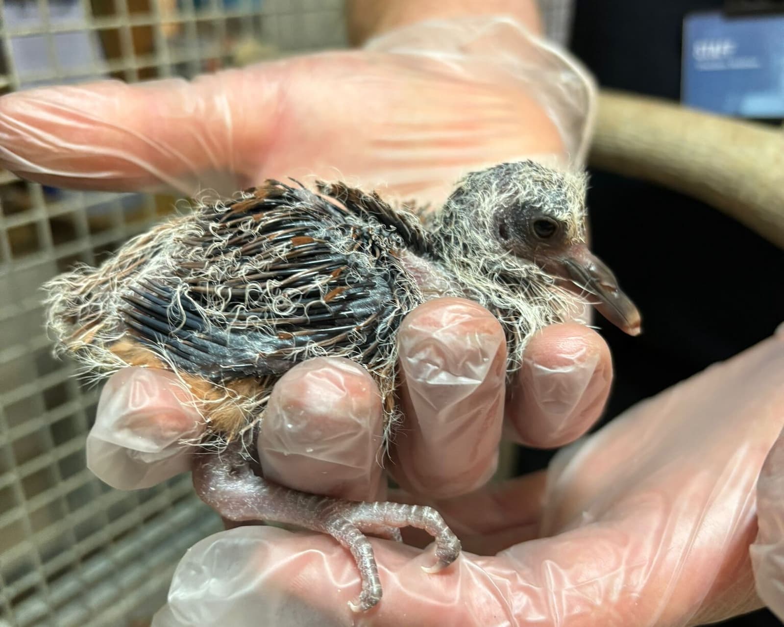 A pink pigeon chick being held in a gloved hand