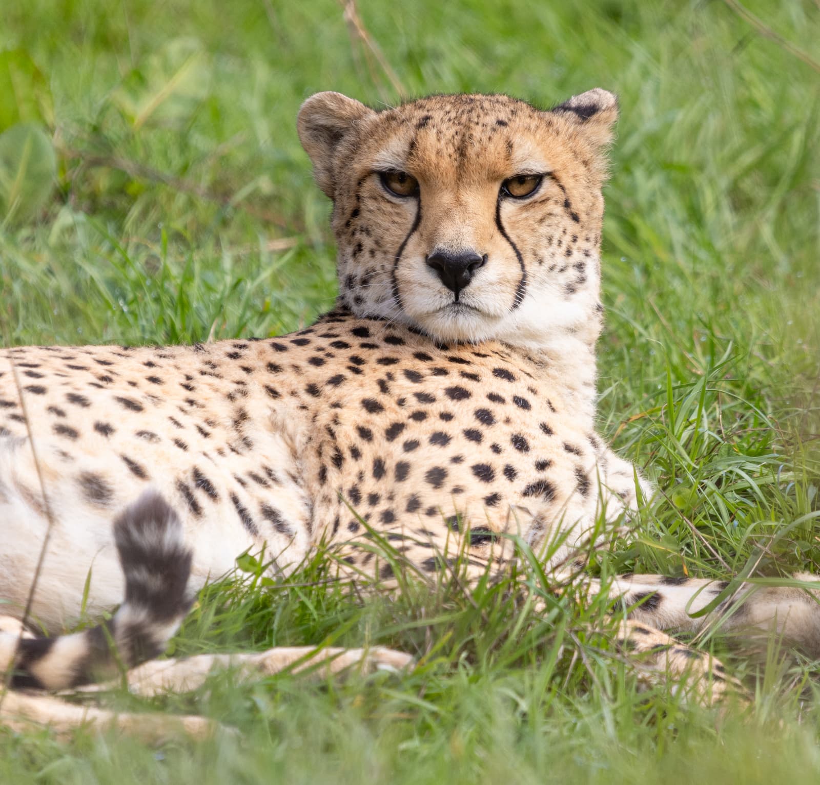 A cheetah lying down looking to the camera with grasslands behind.
