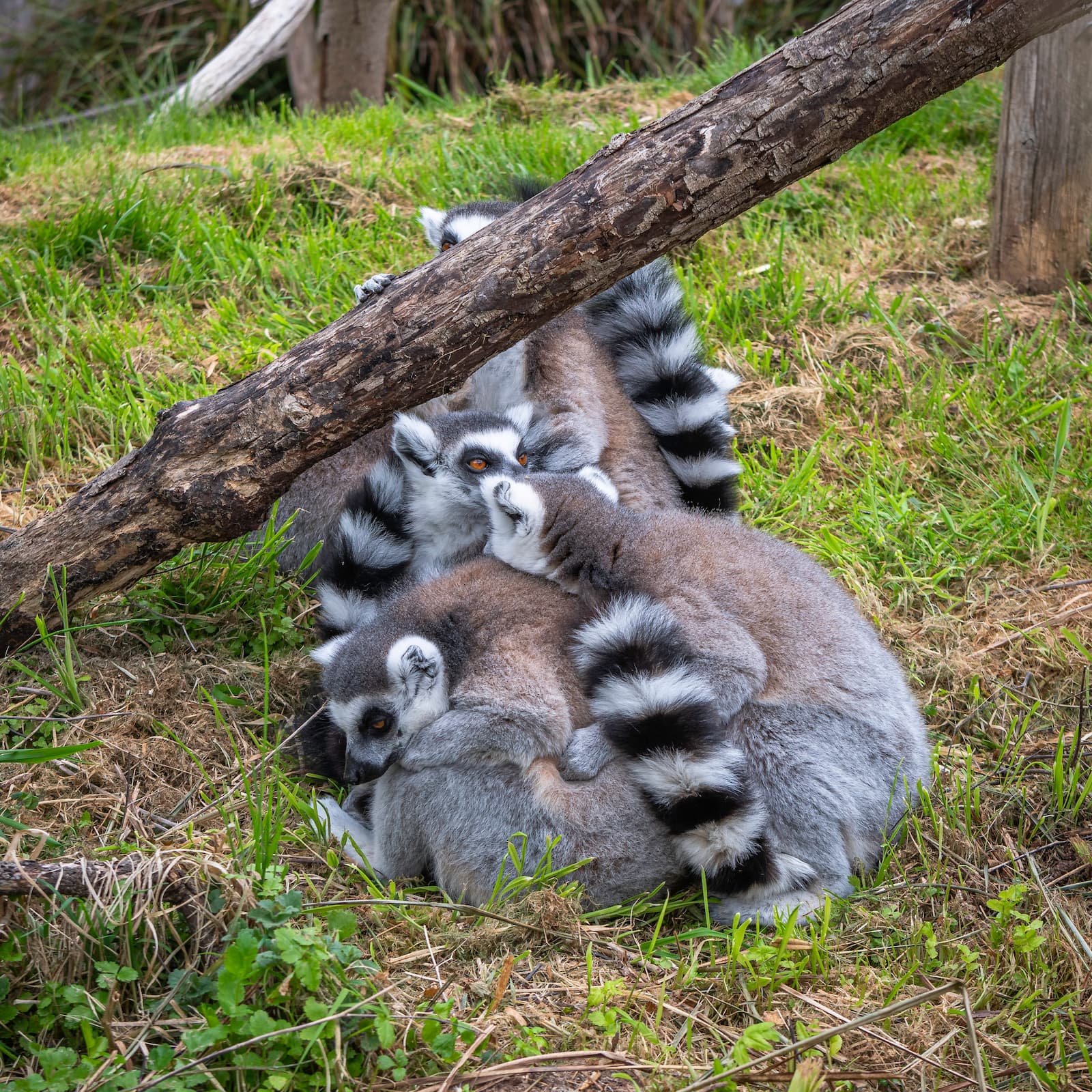 Three ring-tailed lemurs cuddle together on grass under a fallen branch, with their striped tails visible.