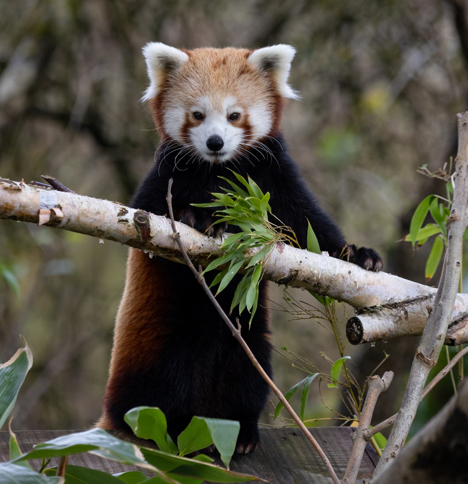 A red panda stands on a tree branch, surrounded by green leaves, looking directly at the camera.