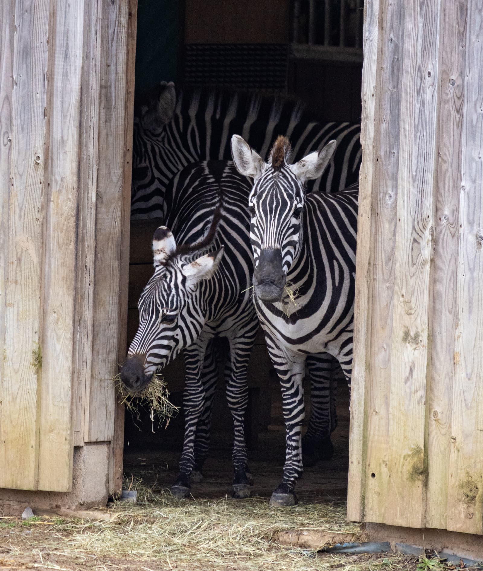 Two zebras in a wooden stable doorway: one facing the camera, the other with a mouthful of hay.