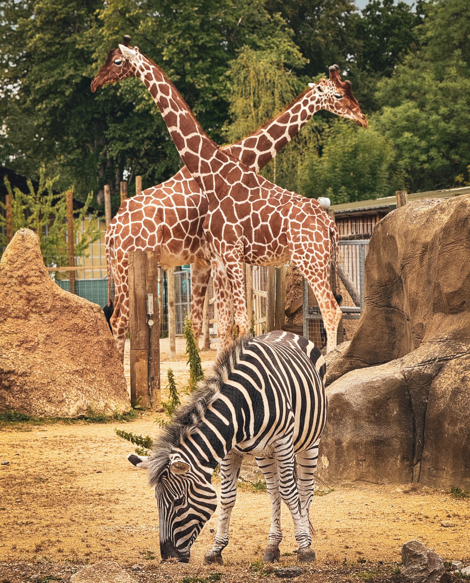 A zebra grazes in the foreground while two giraffes stand behind, their necks crossed. Trees and rocks are visible in the background.