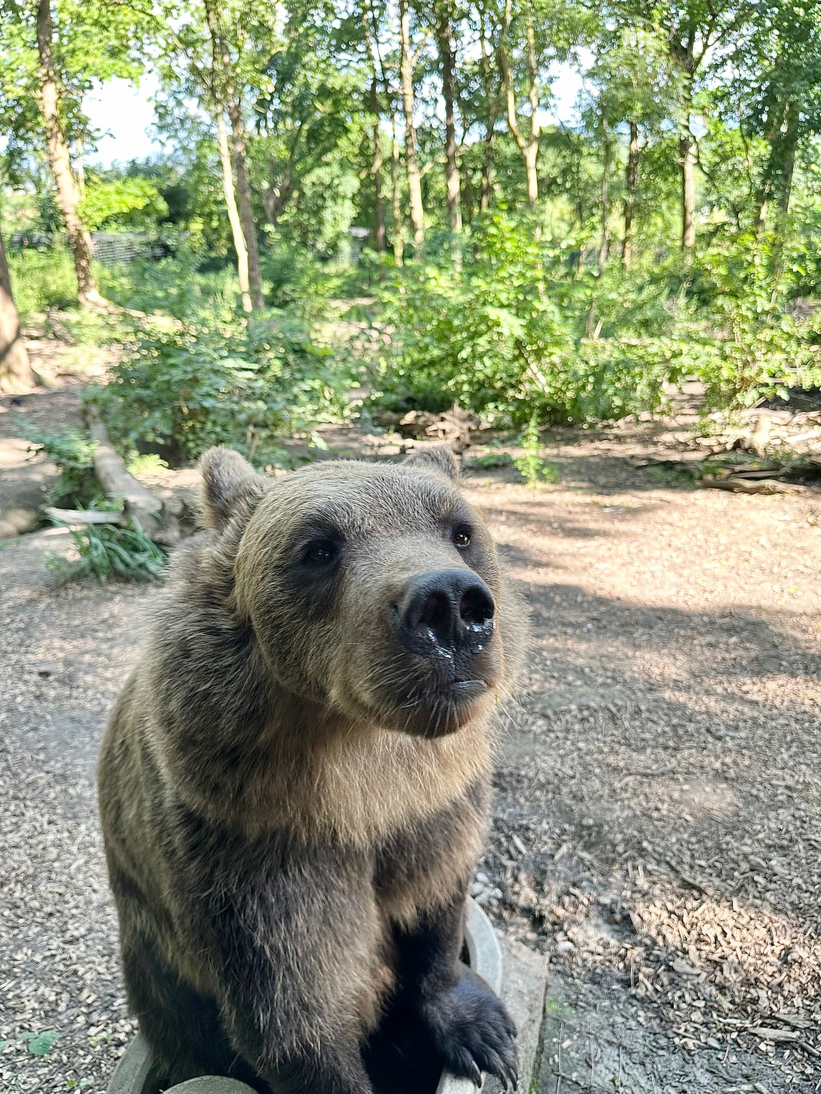 A brown bear sits attentively in a sunlit forest clearing, surrounded by lush green trees and scattered branches.