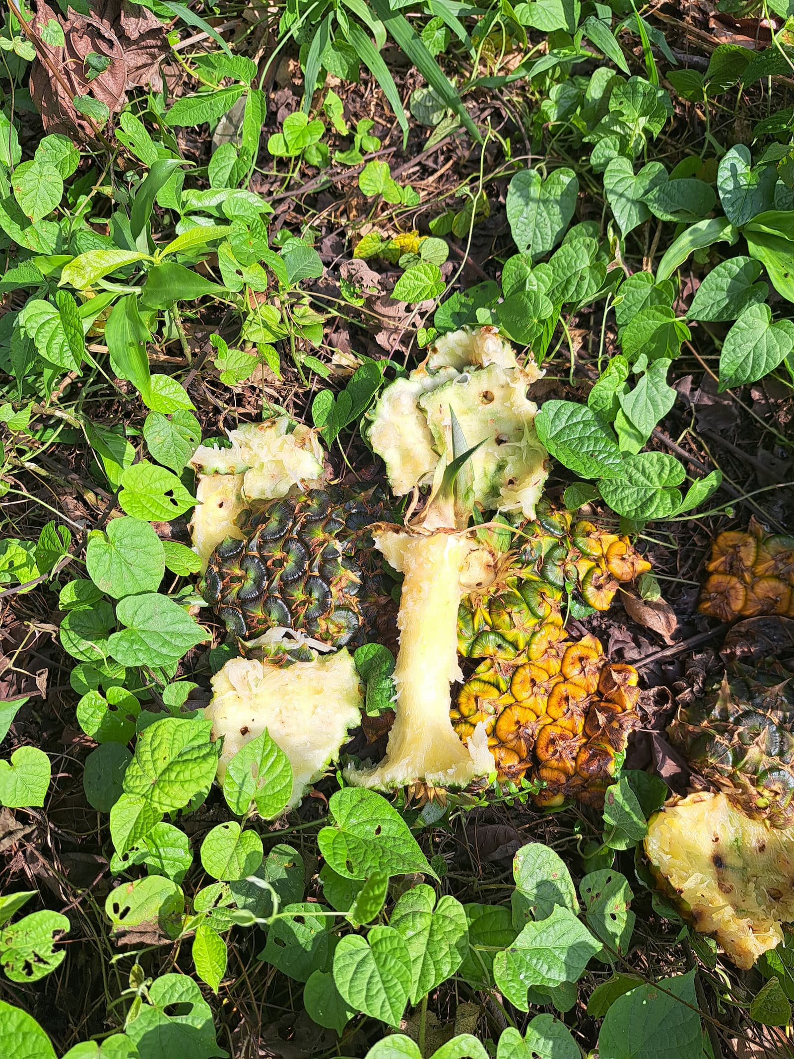 Discarded pineapple peels and cores scattered on green leafy ground.