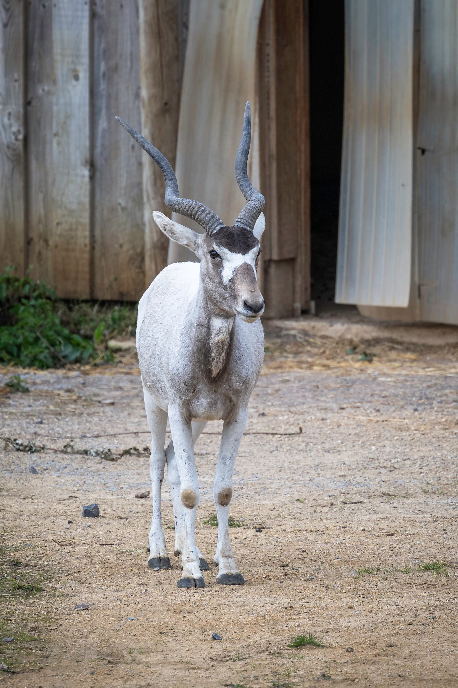 One addax, an antelope with white fur and large horns standing on sand