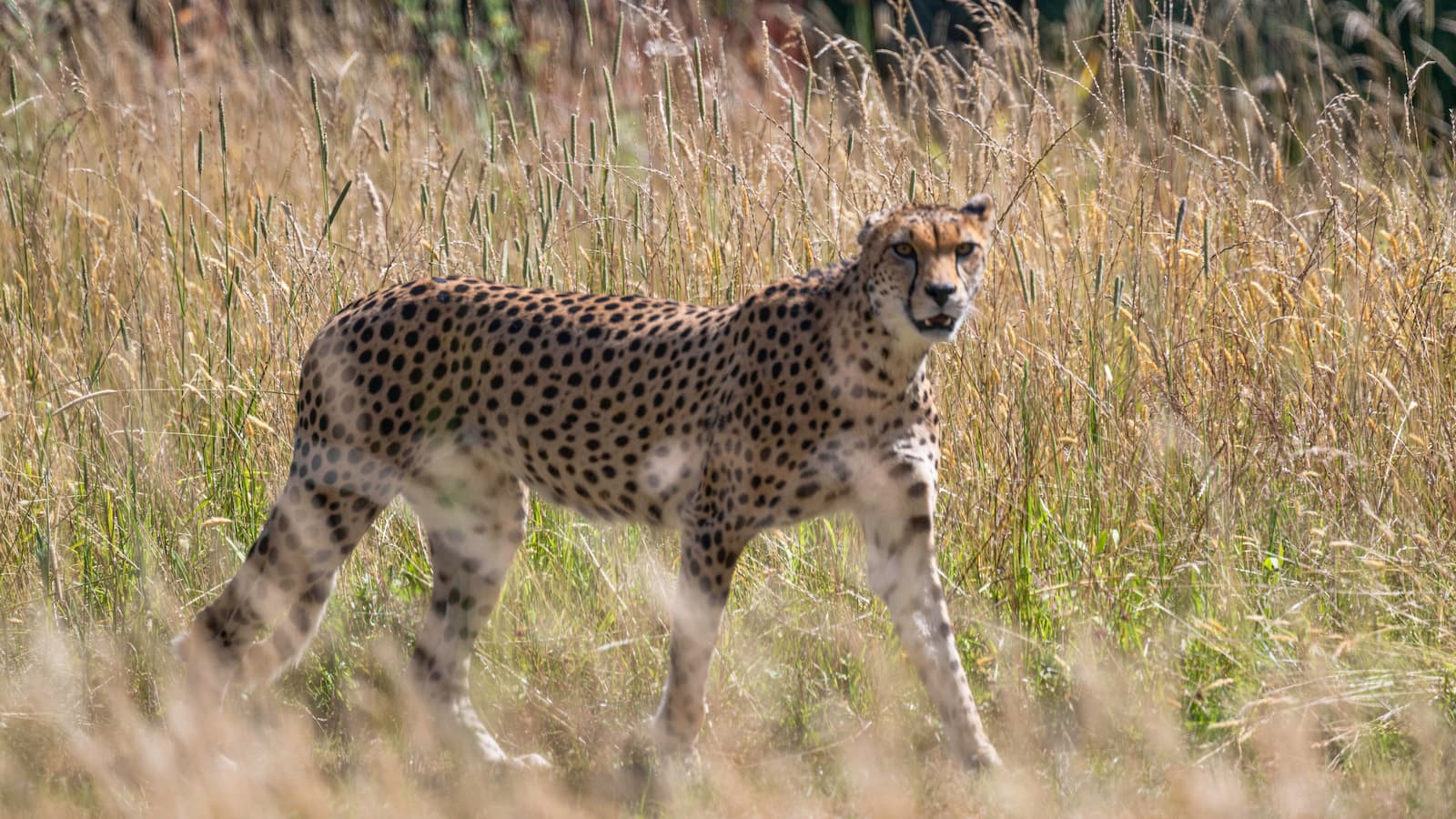 A cheetah prowling in long grass looking just passed the camera