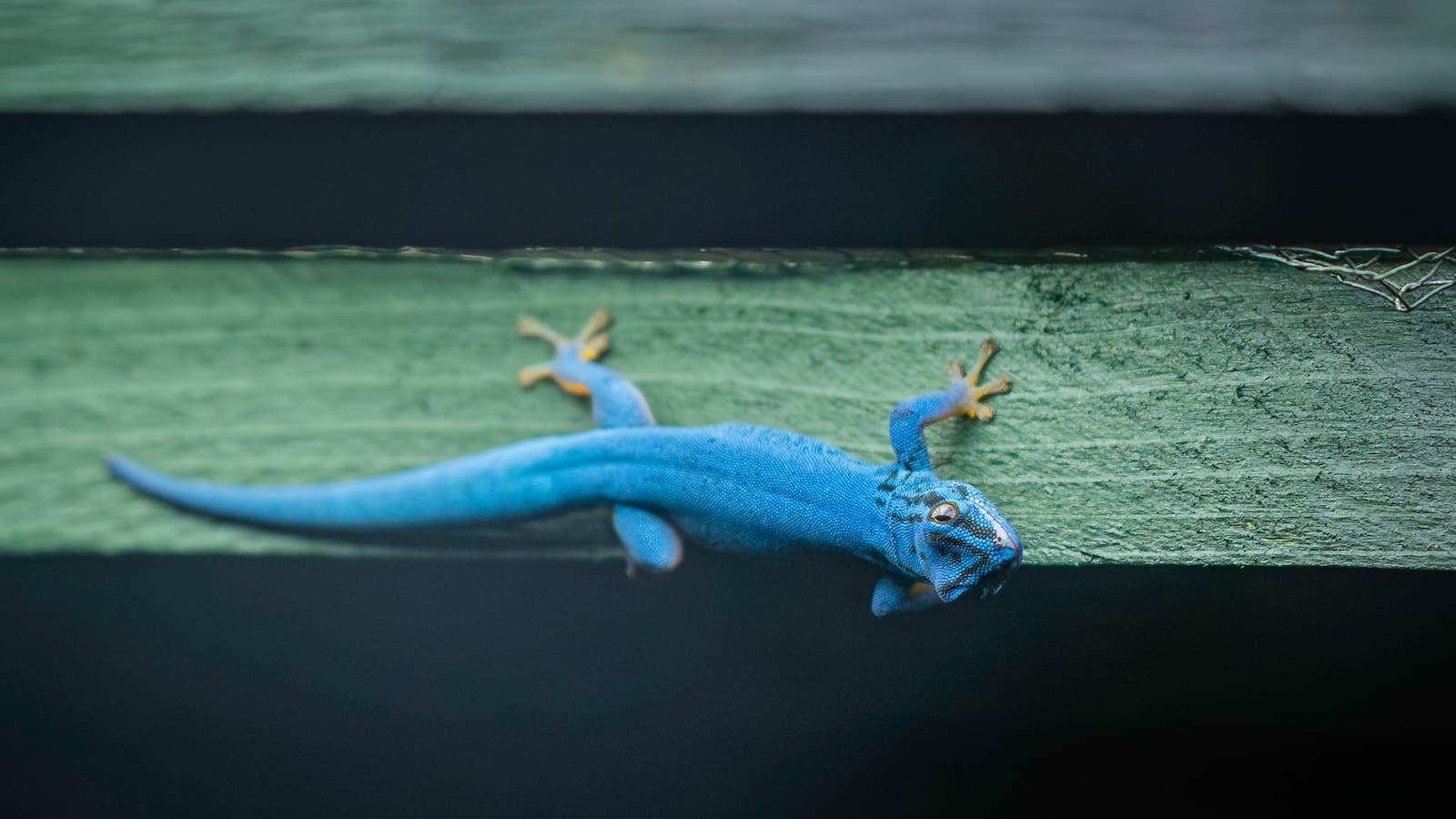 An electric blue gecko resting on a green surface