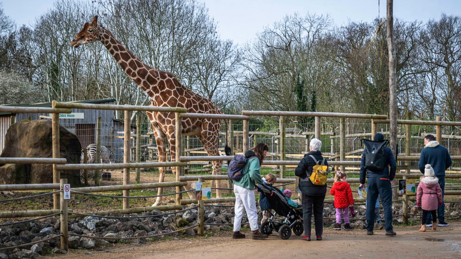 A giraffe in an enclosure at a zoo, with visitors of various ages observing it from behind a wooden fence. Trees are in the background.