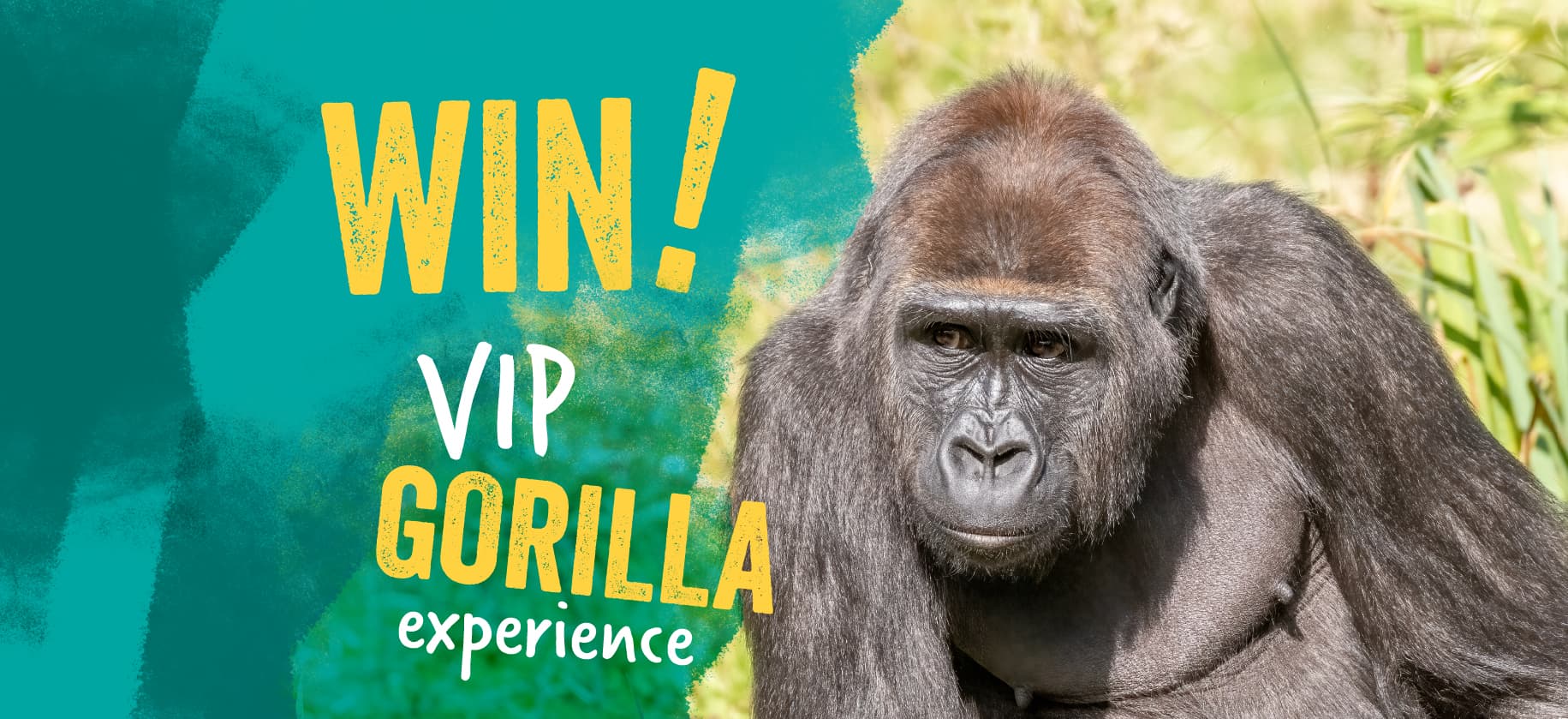 Gorilla in a grassy area with text reading 