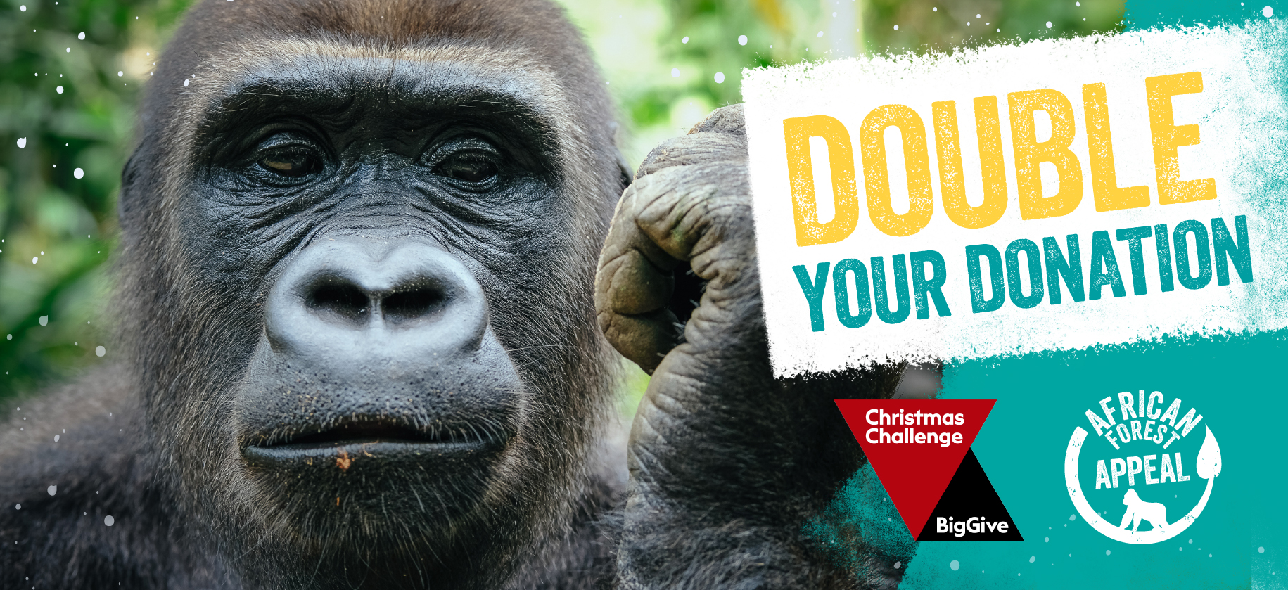 Big Give 2025 A promotional image for the African Forest Appeal Big Give Christmas Challenge, with an image of a gorilla next to the words