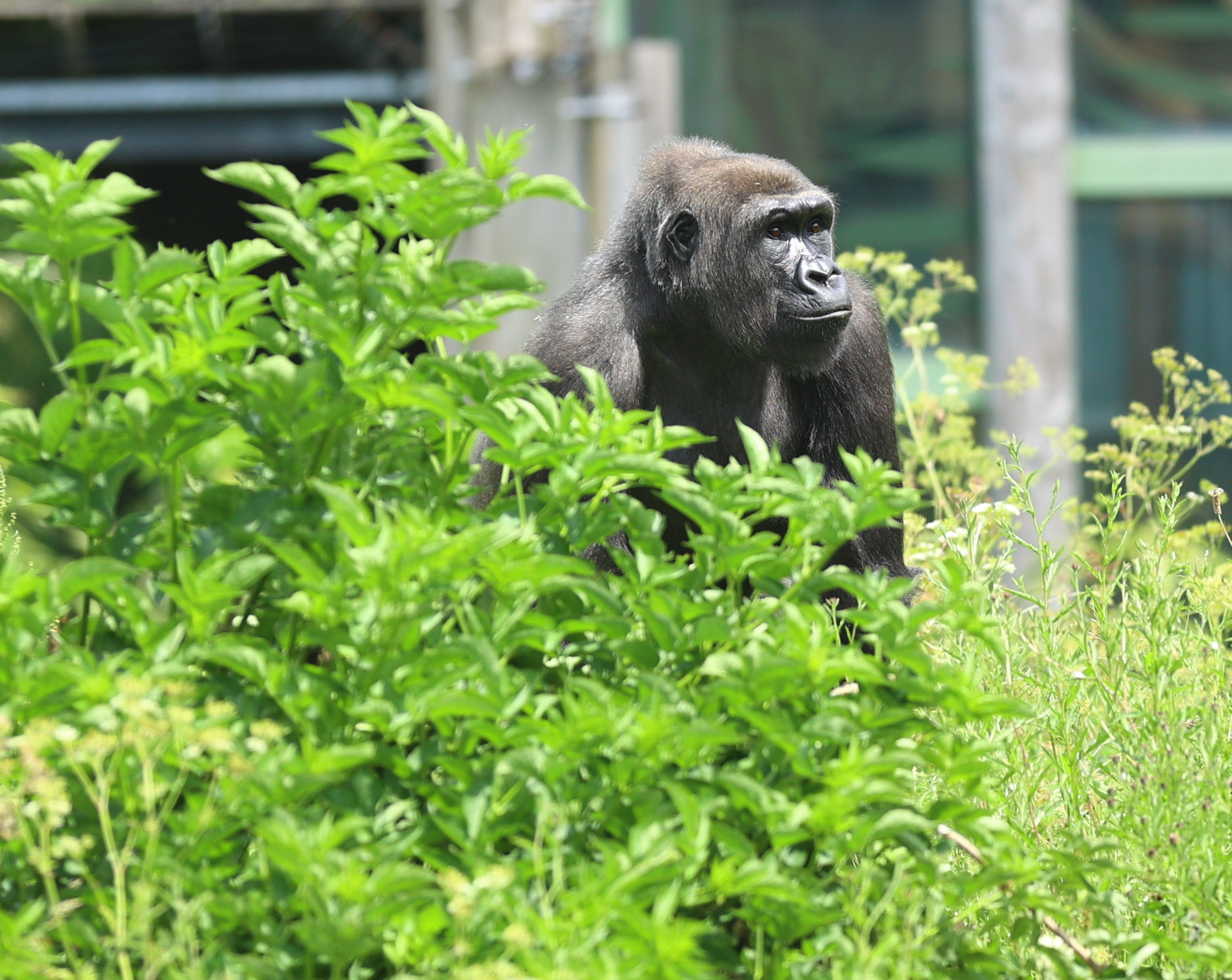 Gorilla sitting behind dense green foliage, looking thoughtfully to the right.