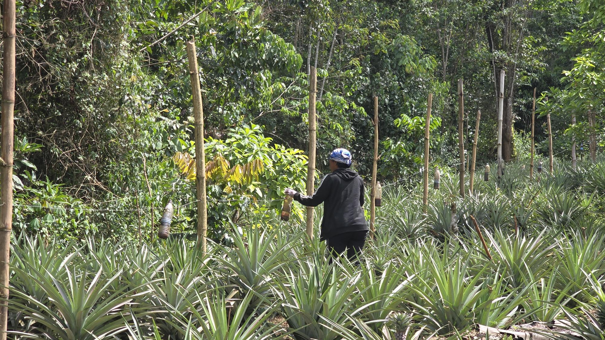 A person in a black outfit tends to plants in a lush garden with rows of pineapples and tall wooden stakes surrounded by dense greenery.