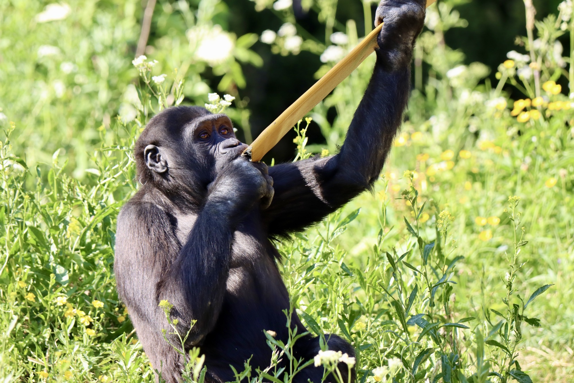 Young gorilla eating out of a firehose with green foliage behind
