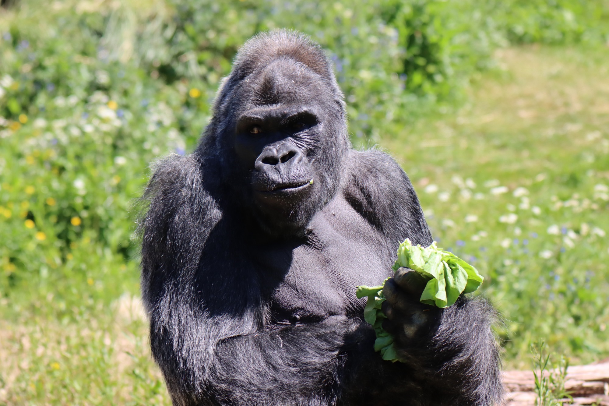 A silverback western lowland gorilla eating lettuce with green space behind him