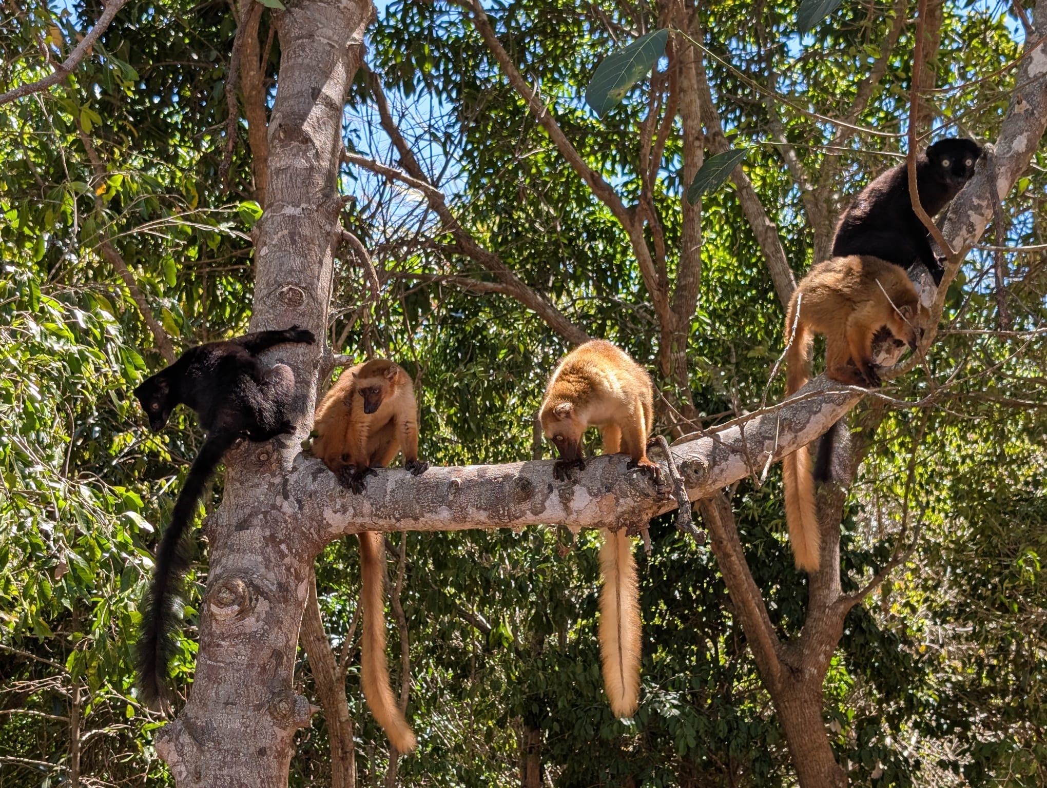 Bat surveys in Madagascar - Bristol Zoo Project