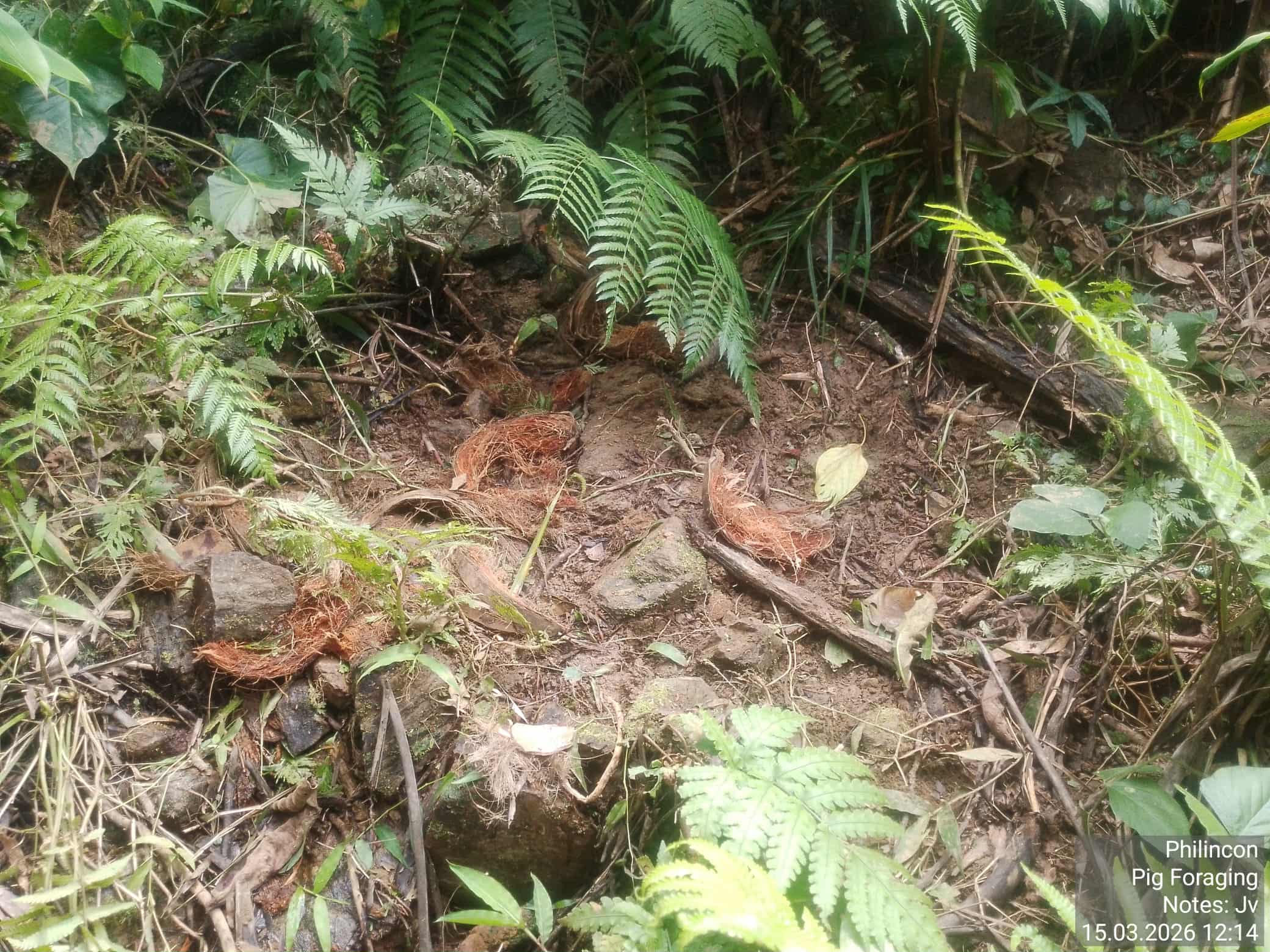 Forest undergrowth with ferns, rocks, and earth disturbed, indicating pig foraging activity. Date: 15.03.2026.