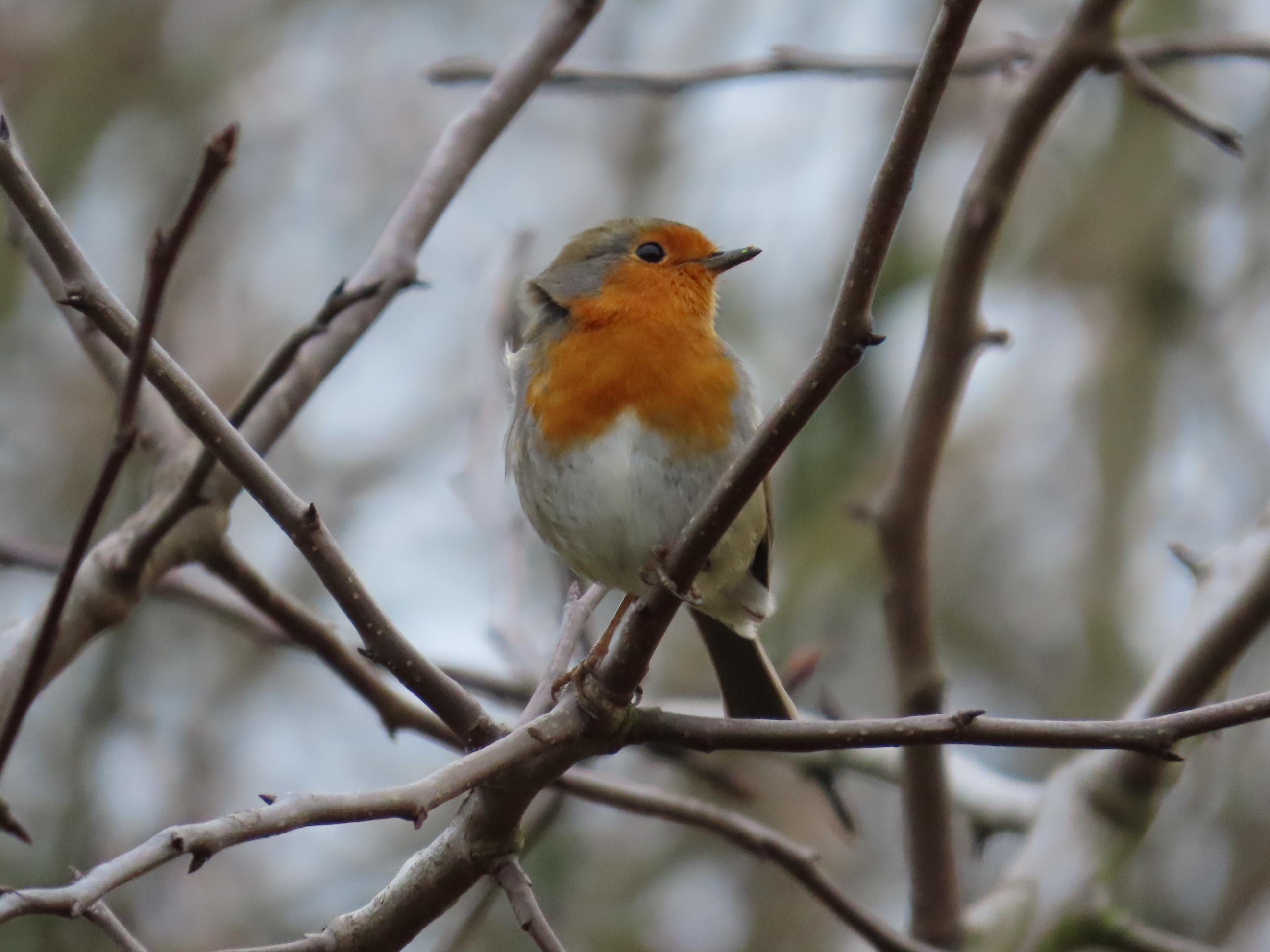 A robin with a bright orange chest perches on bare, intertwined branches against a blurred background.