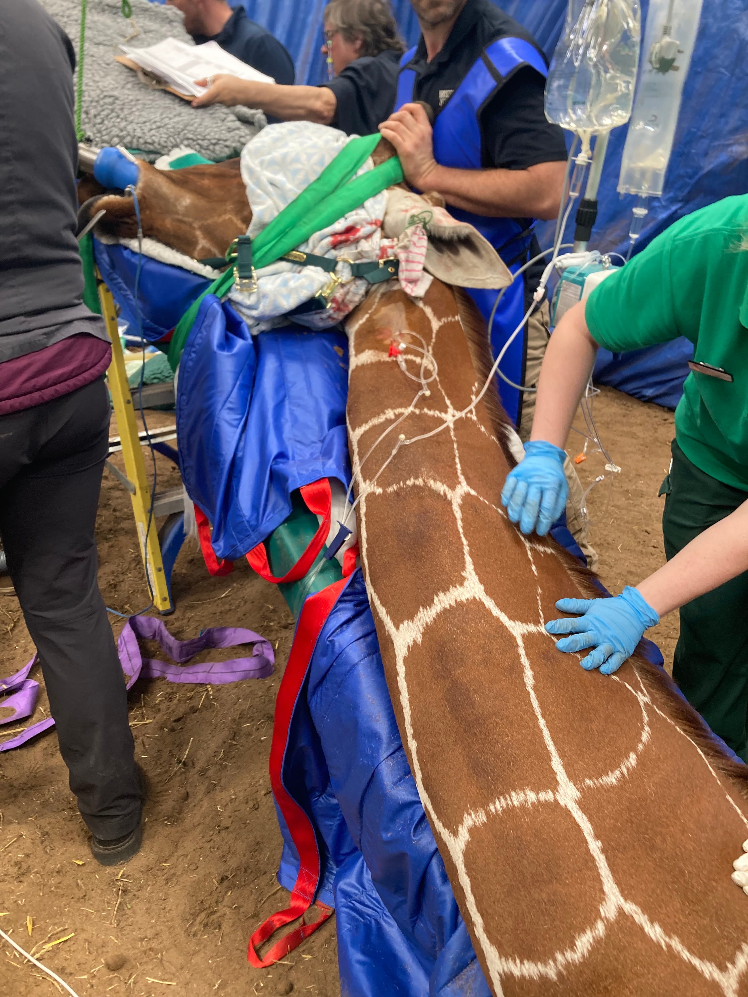 A giraffe lying down surrounded by a vet team and medical equipment