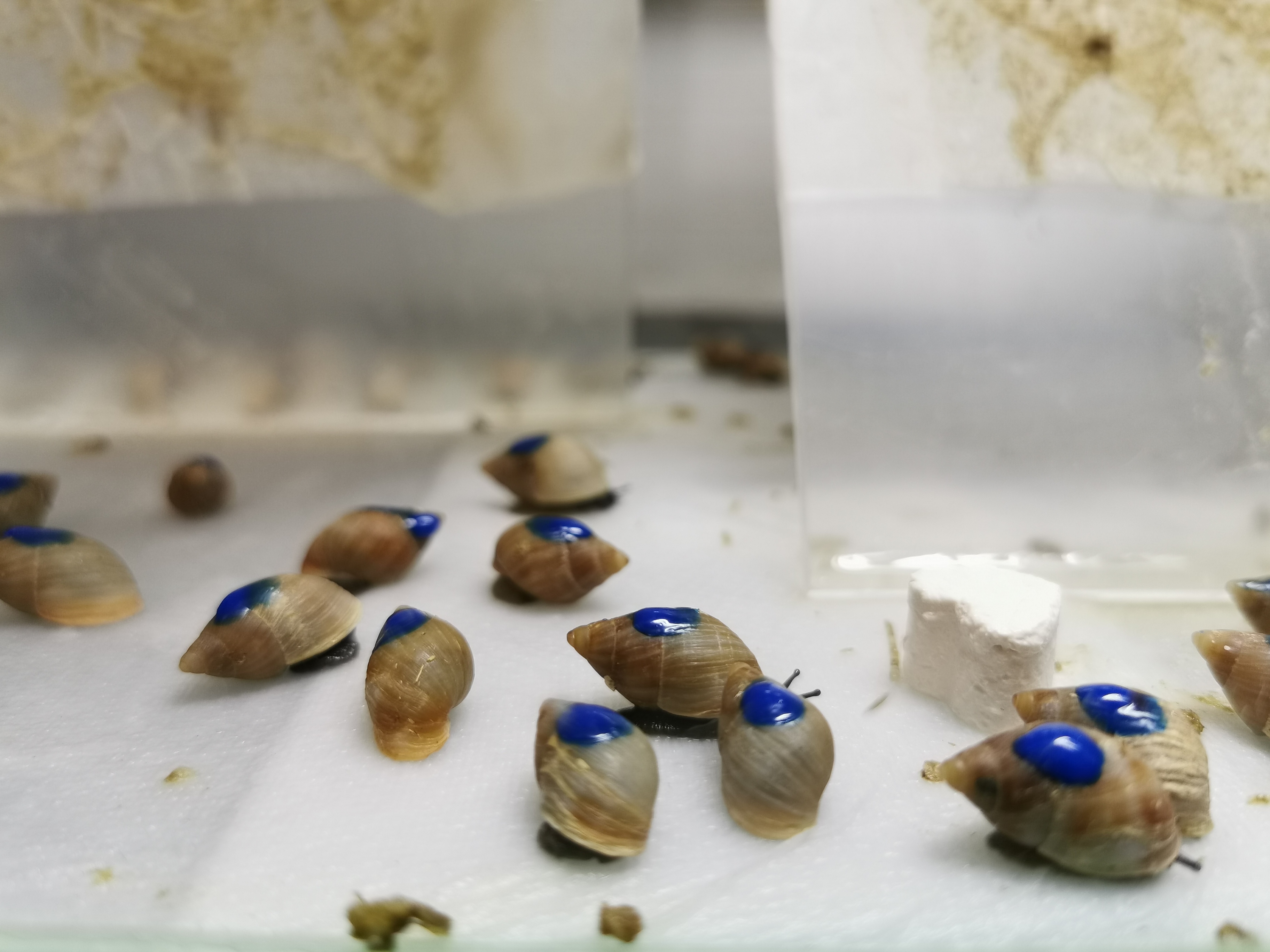 Small brown snails with bright blue paint drops on their shells crawling on a white surface inside a clear enclosure.