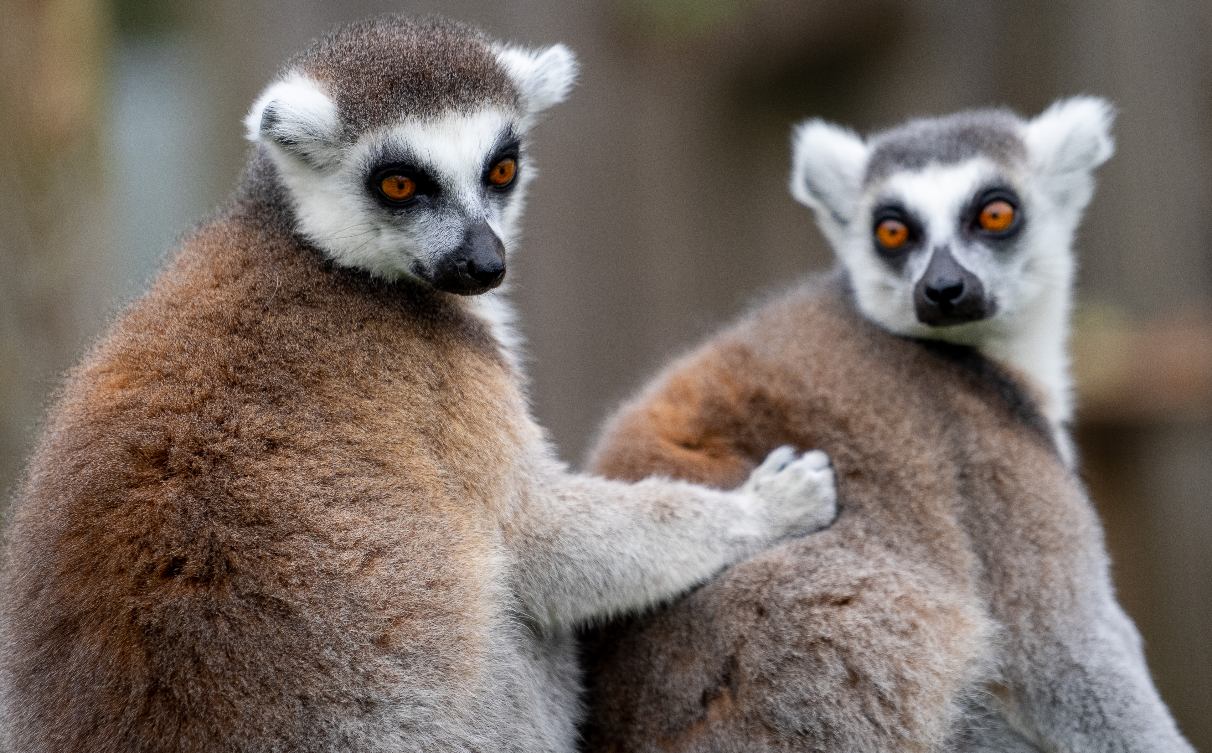 Two ring-tailed lemurs, grey with white faces and orange eyes, grooming each others coat