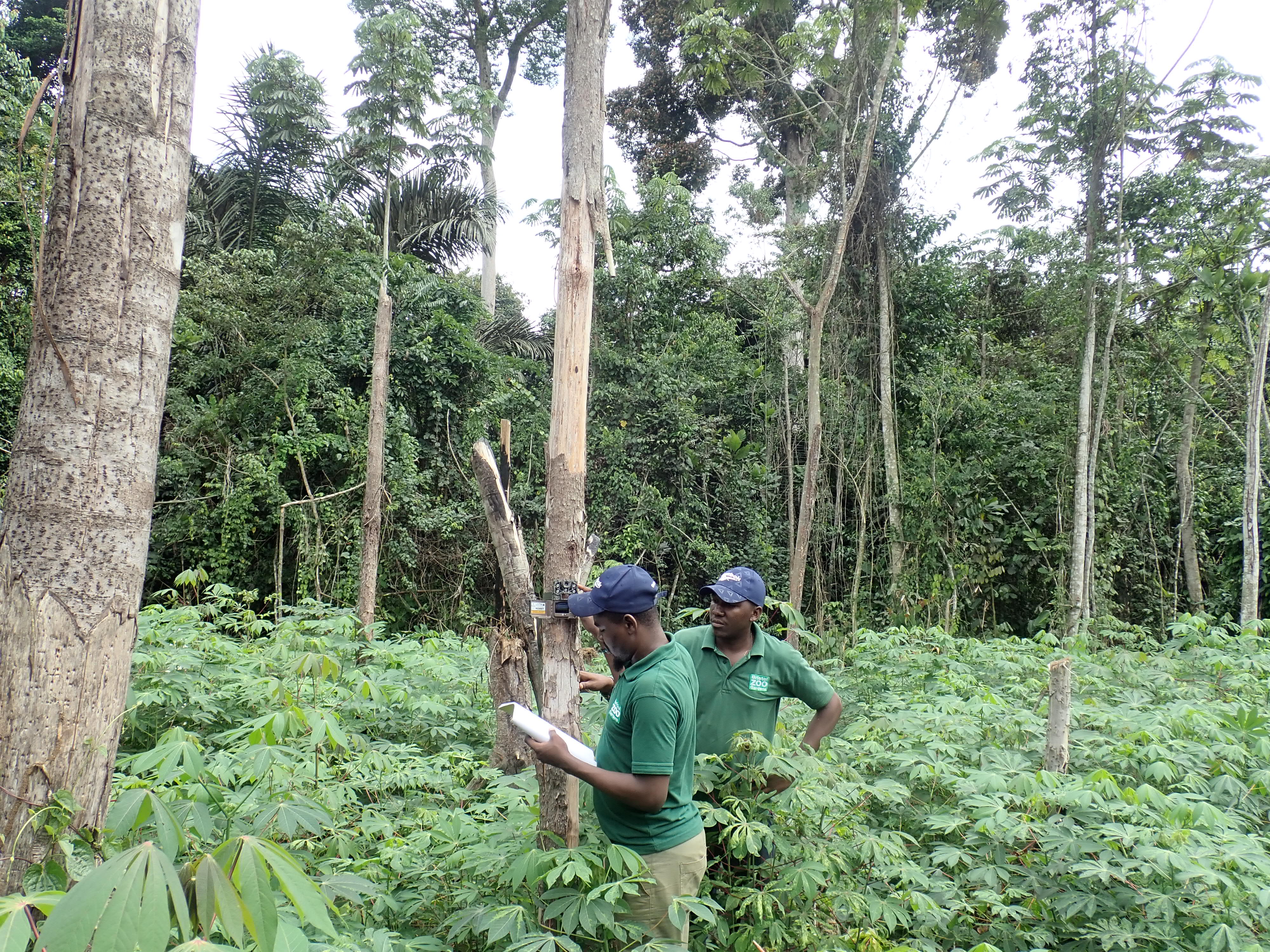 Two men in green shirts and blue baseball caps changing the batteries on a camera trap which is strapped to a tree. They are in a forest and up to their waist in foliage.