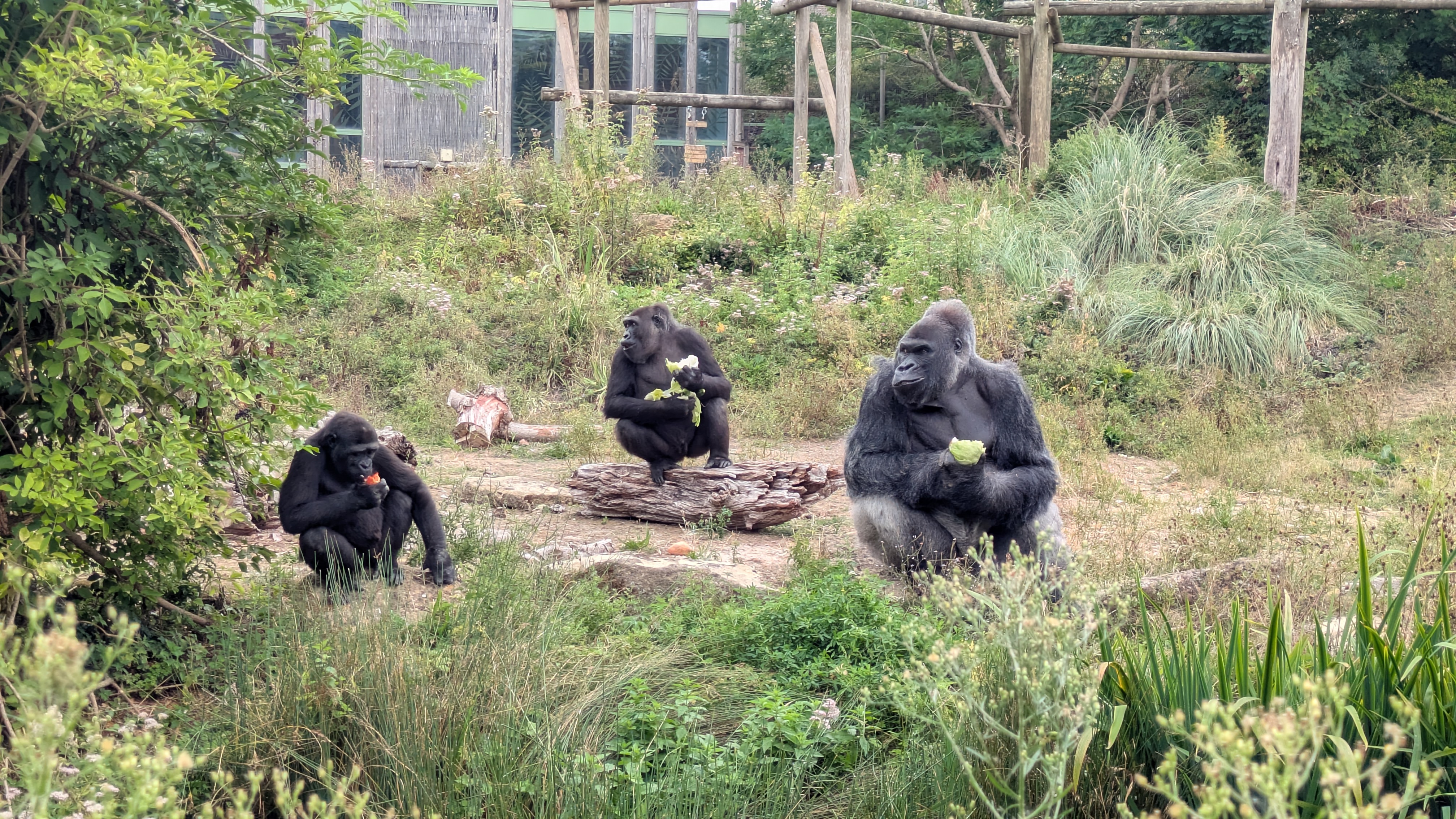 Three gorillas sat on grass eating. Two are looking around. They are surrounded by bushes and foliage