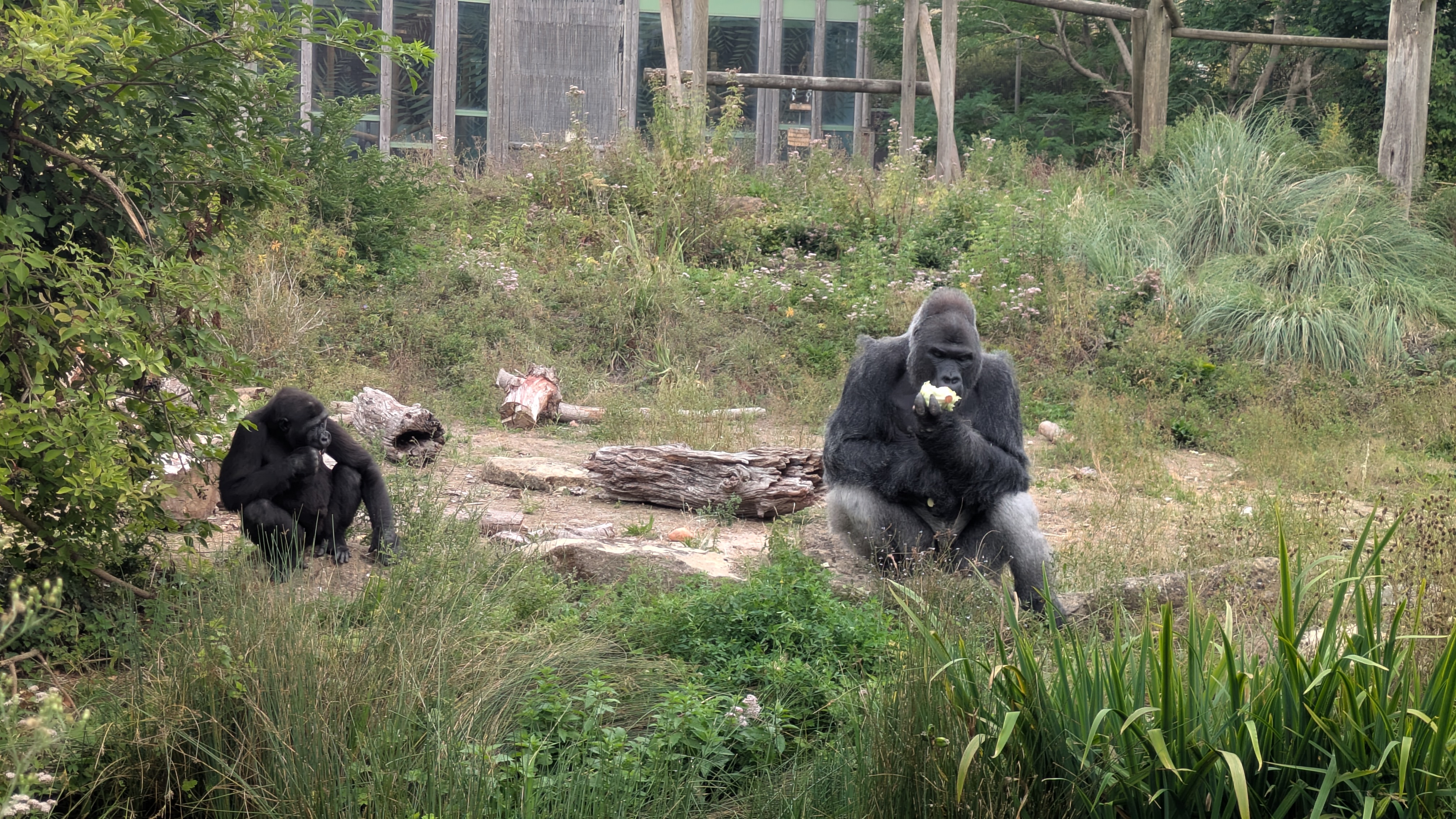 Two gorillas sit in a grassy enclosure, eating. One is larger, sitting on a log, while the other is smaller, nearby. Vegetation surrounds them.