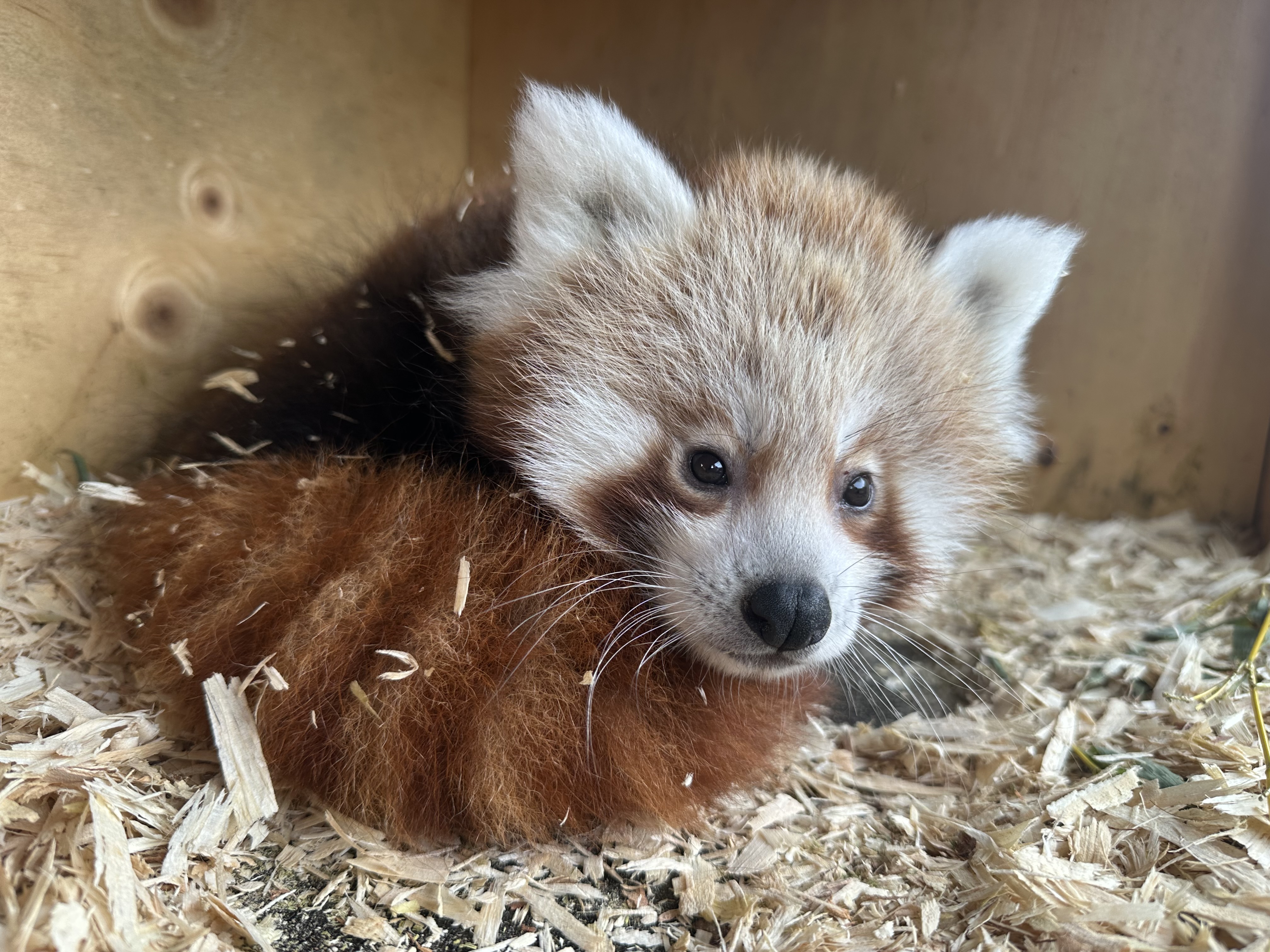 Fluffy red panda cub curled on wood shavings inside a wooden box, close-up of its face and black nose.
