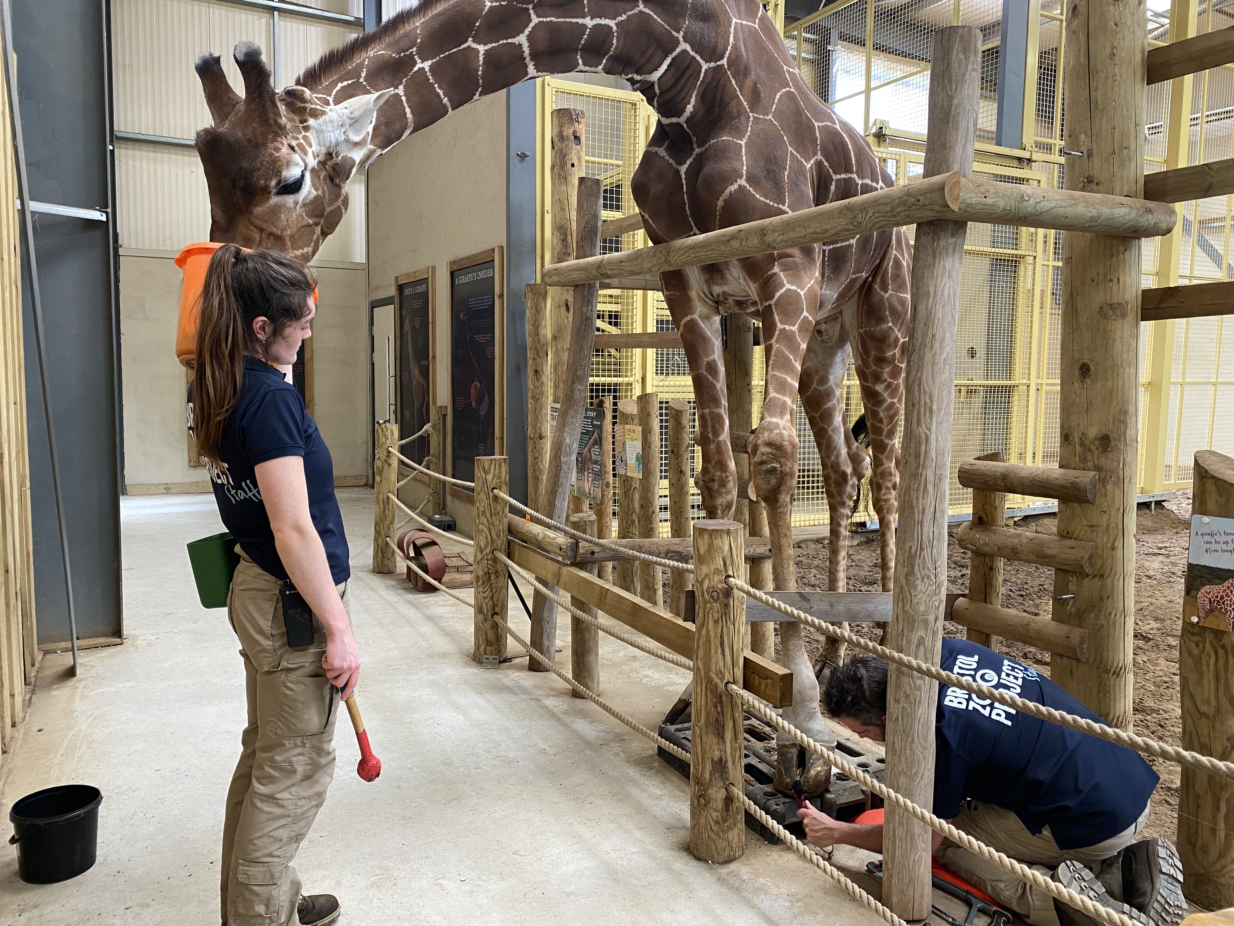 Reticulated giraffe eating from a bucket held by an animal keeper as another keeper cares for his hooves