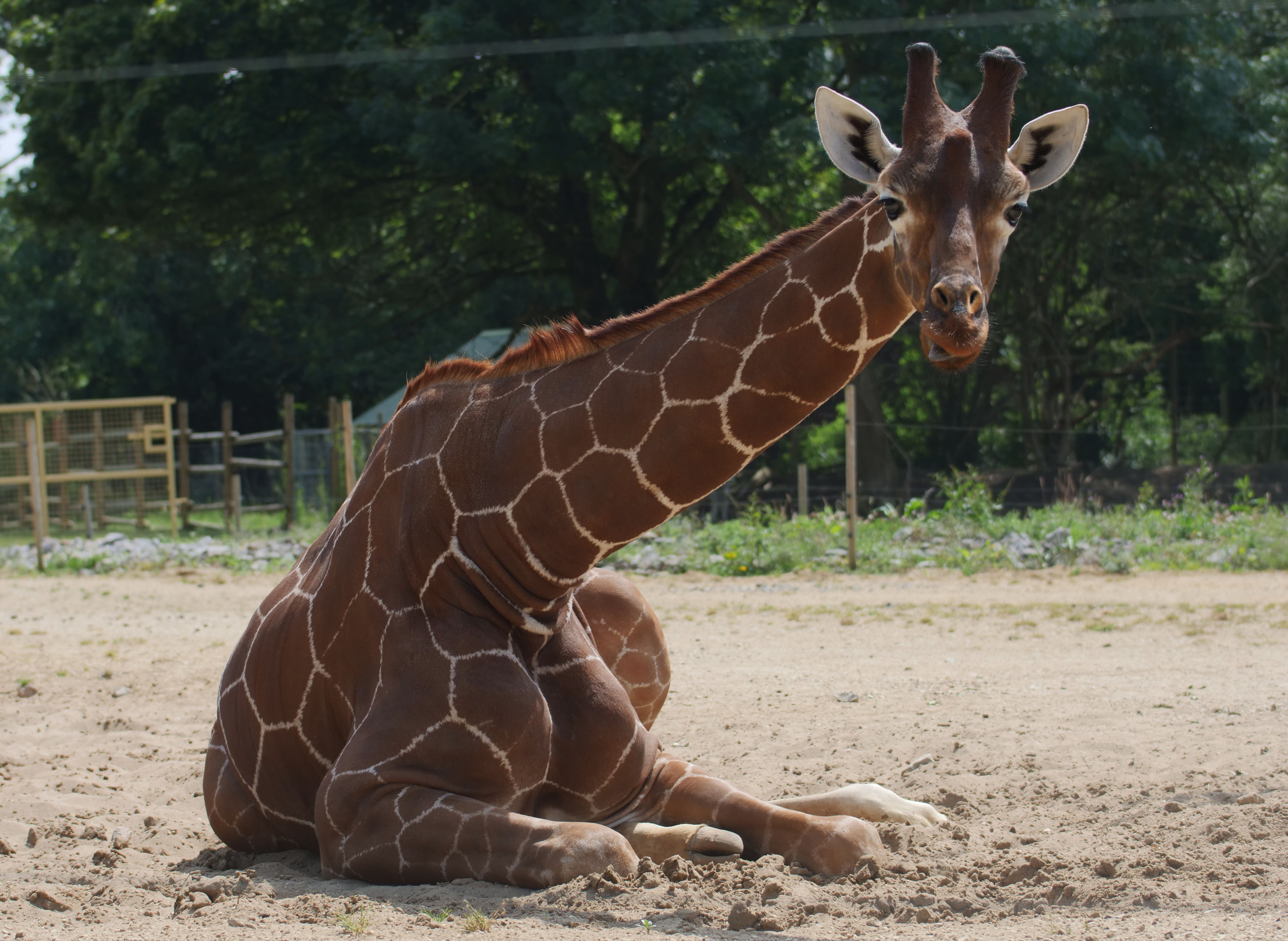 Giraffe sitting in sand outside with green foliage behind
