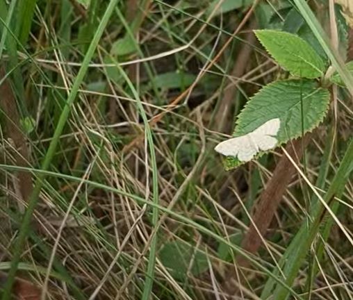 A small white moth sitting on a leaf in grassland