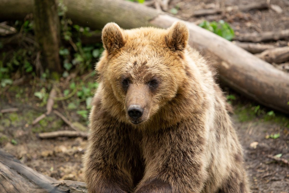 Buy Tickets Bristol Zoo Project