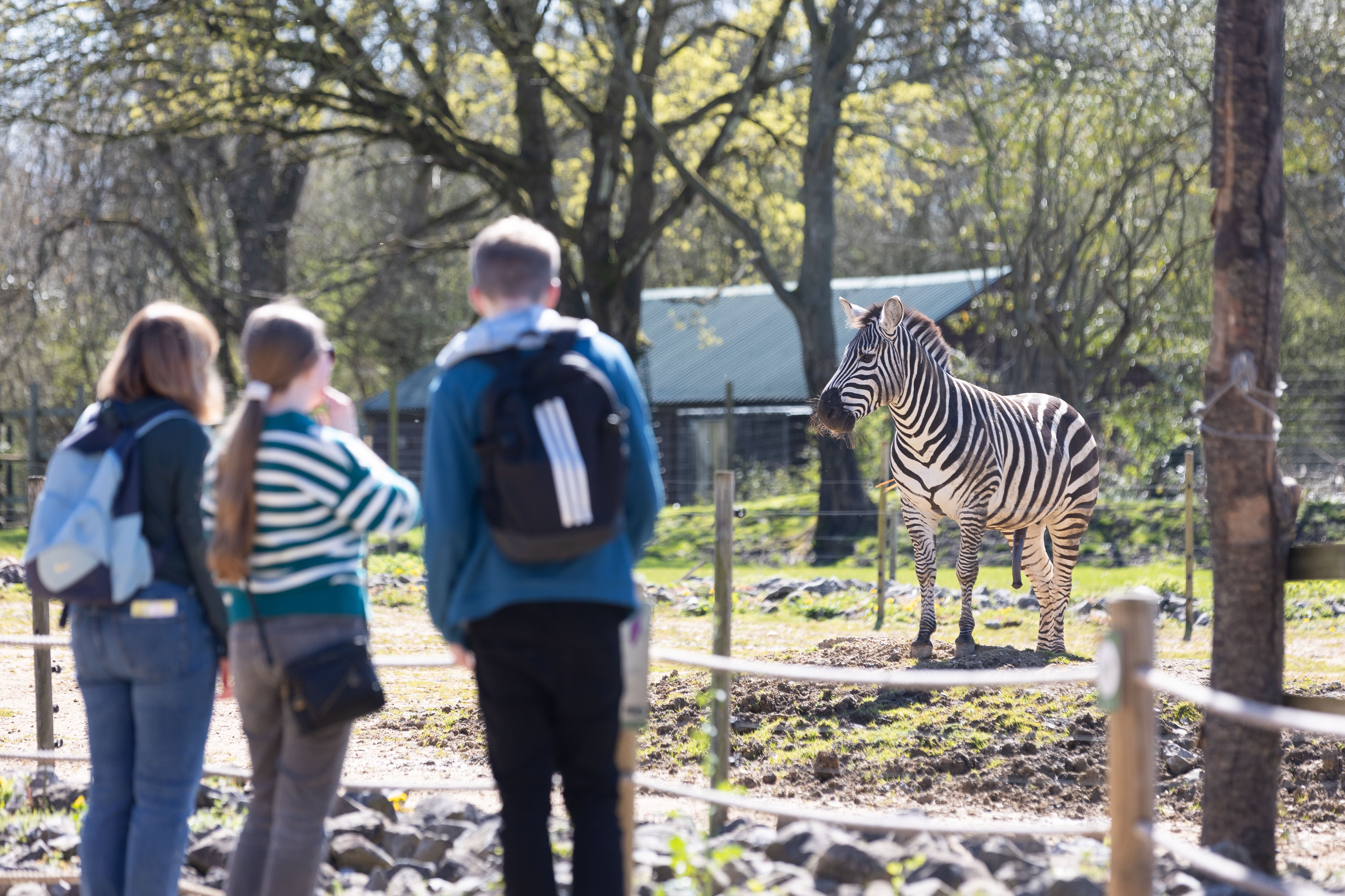 A zebra in its enclosure with three guests in the foreground.