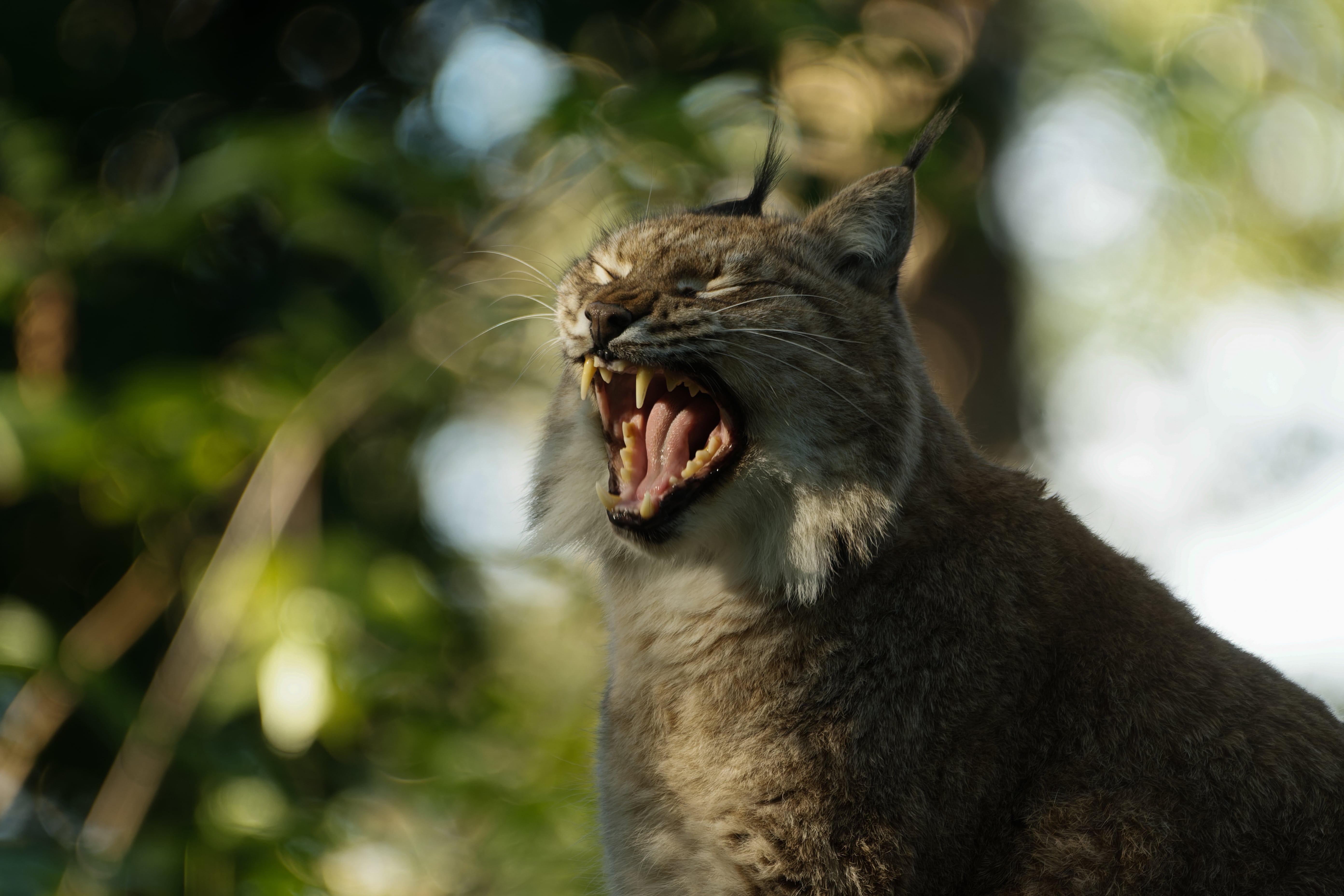 Close-up of a lynx with tufted ears yawning, mouth wide open showing sharp teeth, blurred green woodland background.
