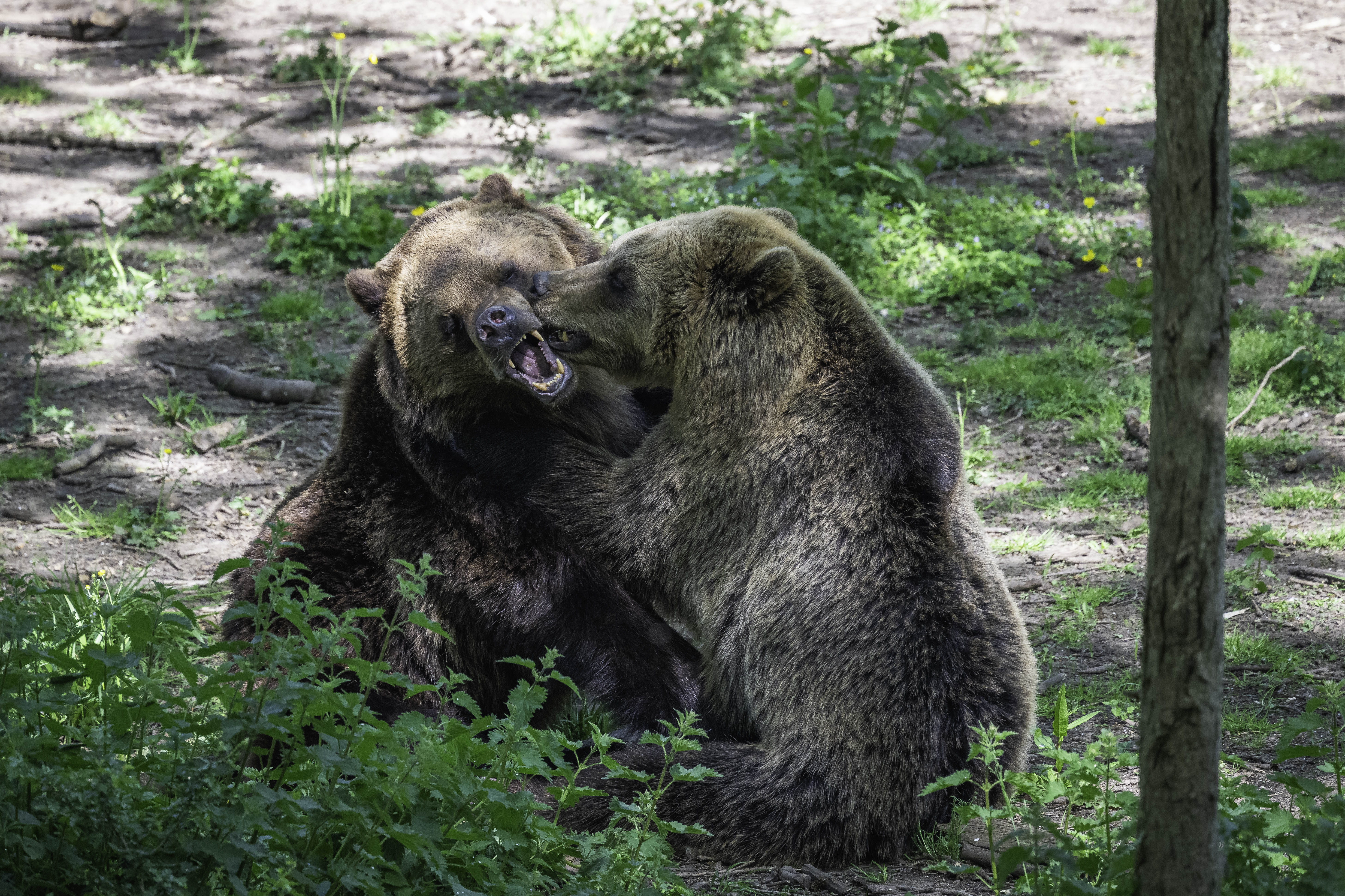 Two brown bears play fighting in a lushcious woodland