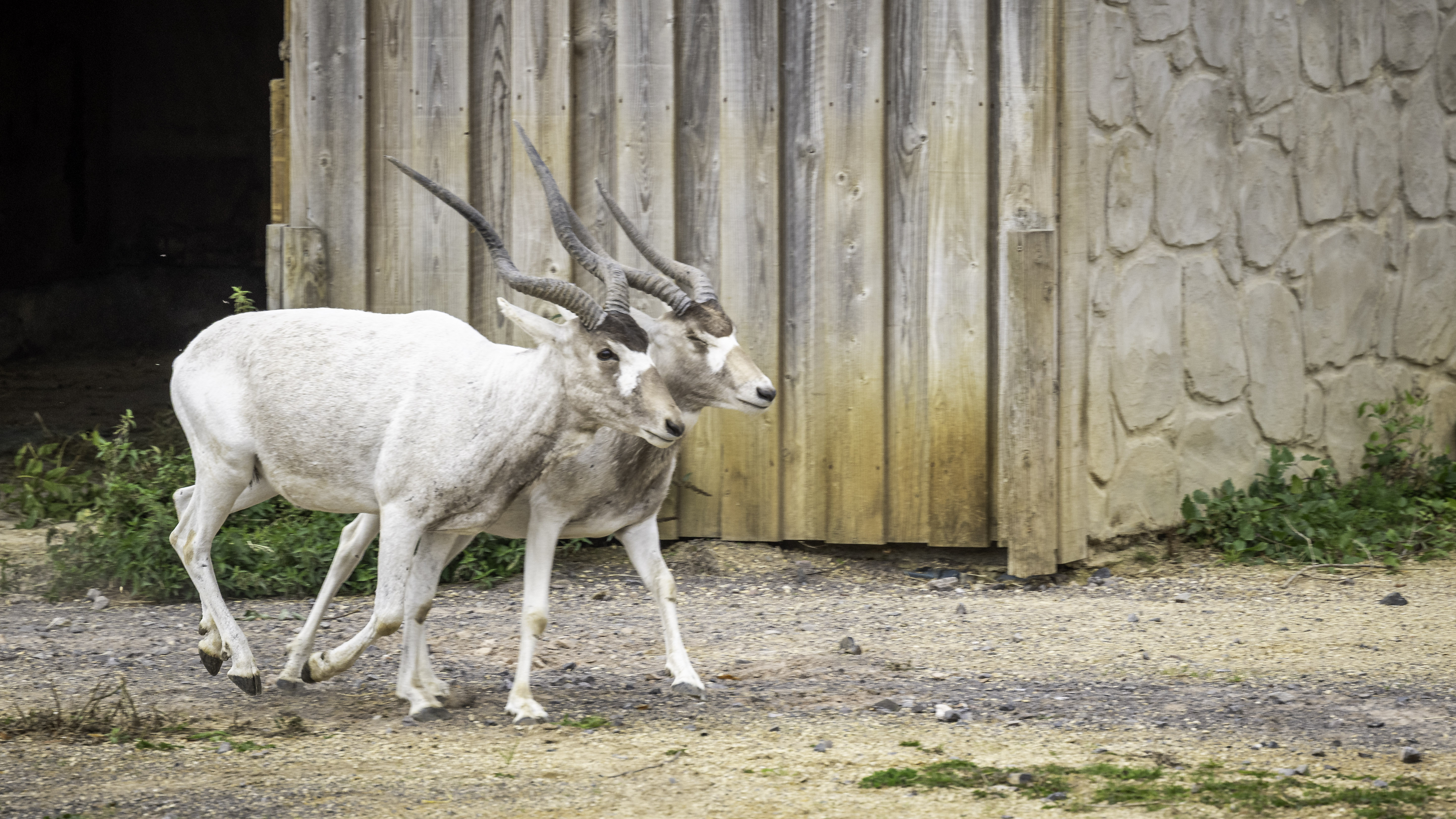 Two addax, antelope with white coats and long horns, walking side by side in front of a building