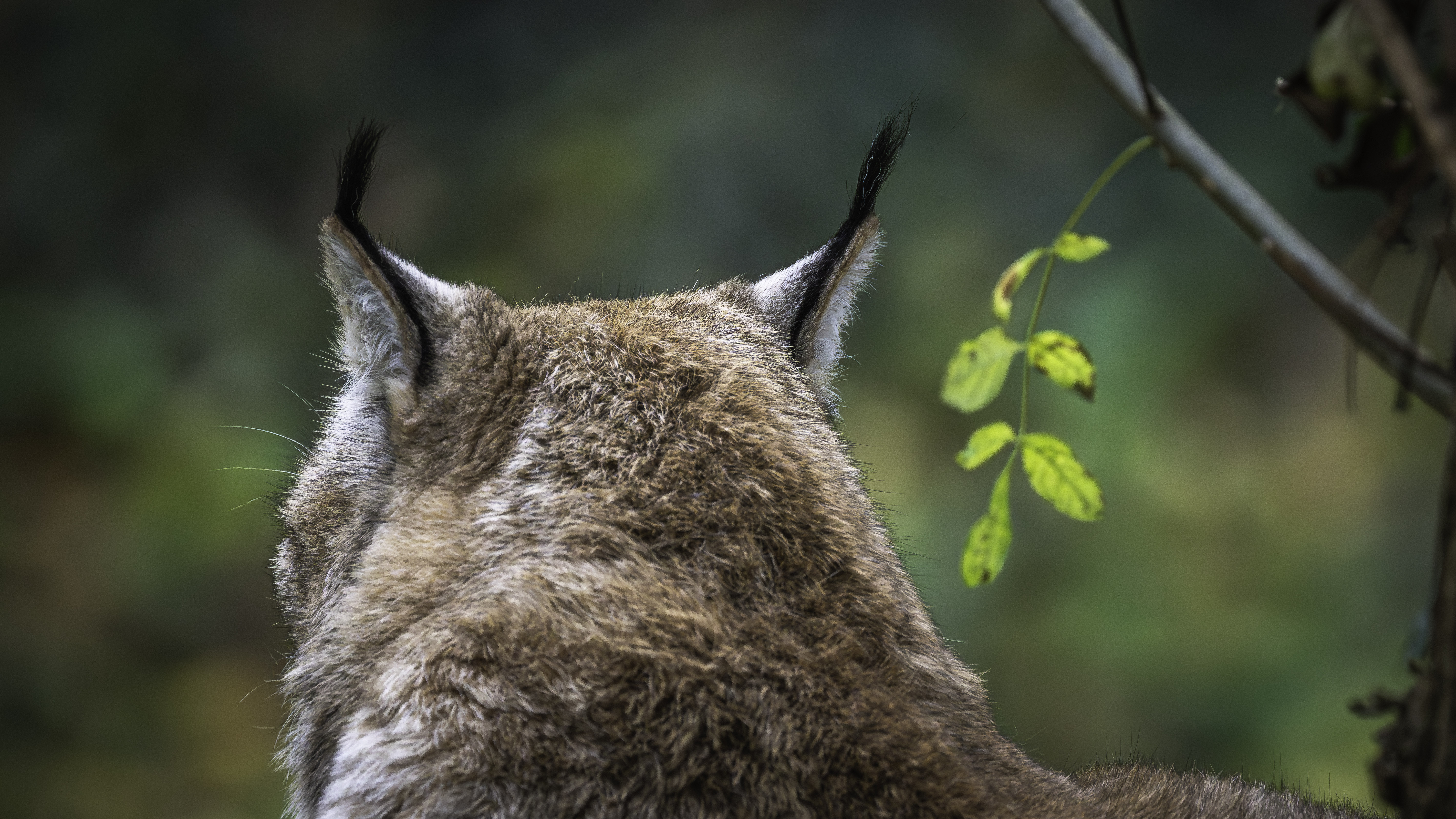 Rear view of a lynx's head and tufted ears, showing dense brown fur against a blurred green forest background with a small leafy branch.