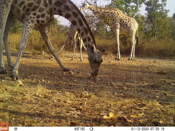 A camera trap image of three Kordofan giraffes in scrubland