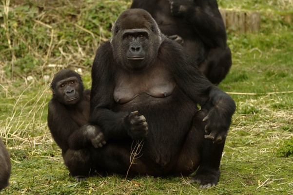 A mum and baby gorilla sat on grass looking out