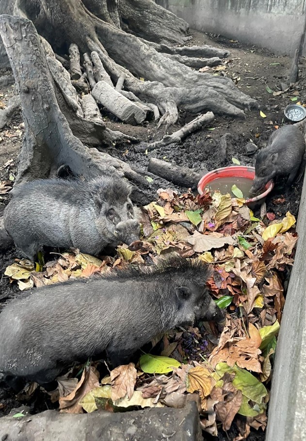 Three warty, grey pigs at the trunk of a tree drinking from a water bowl