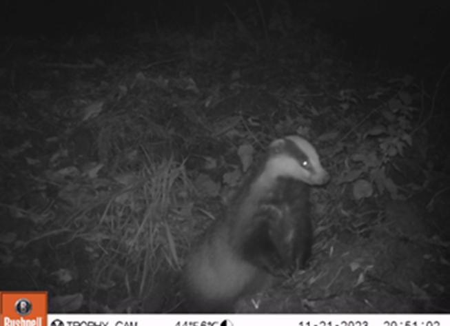 A badger stands alert at night in a forested area, captured by a trail camera.