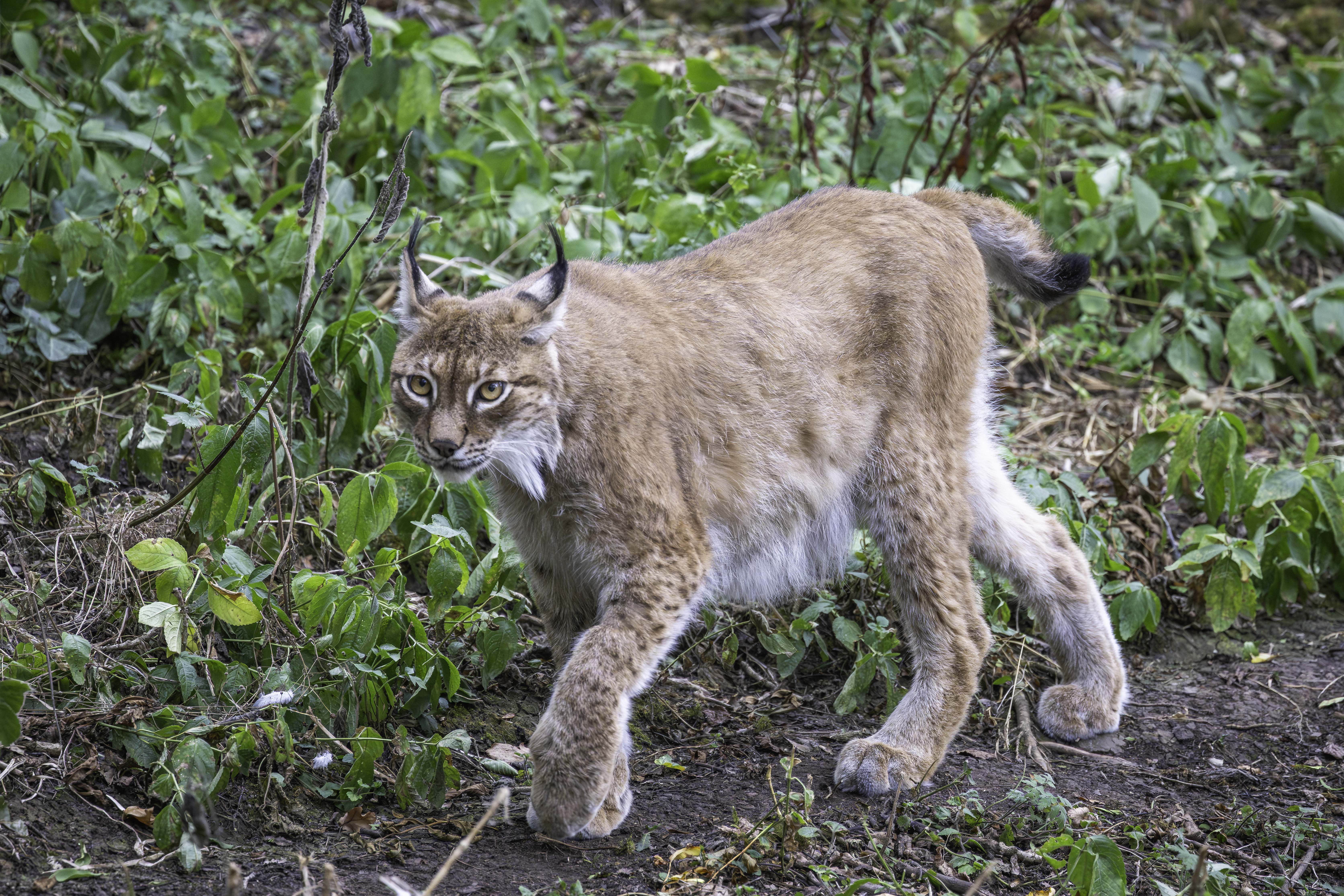 Eurasian lynx walking through low green vegetation, with ear tufts, stubby black-tipped tail and thick tawny fur.