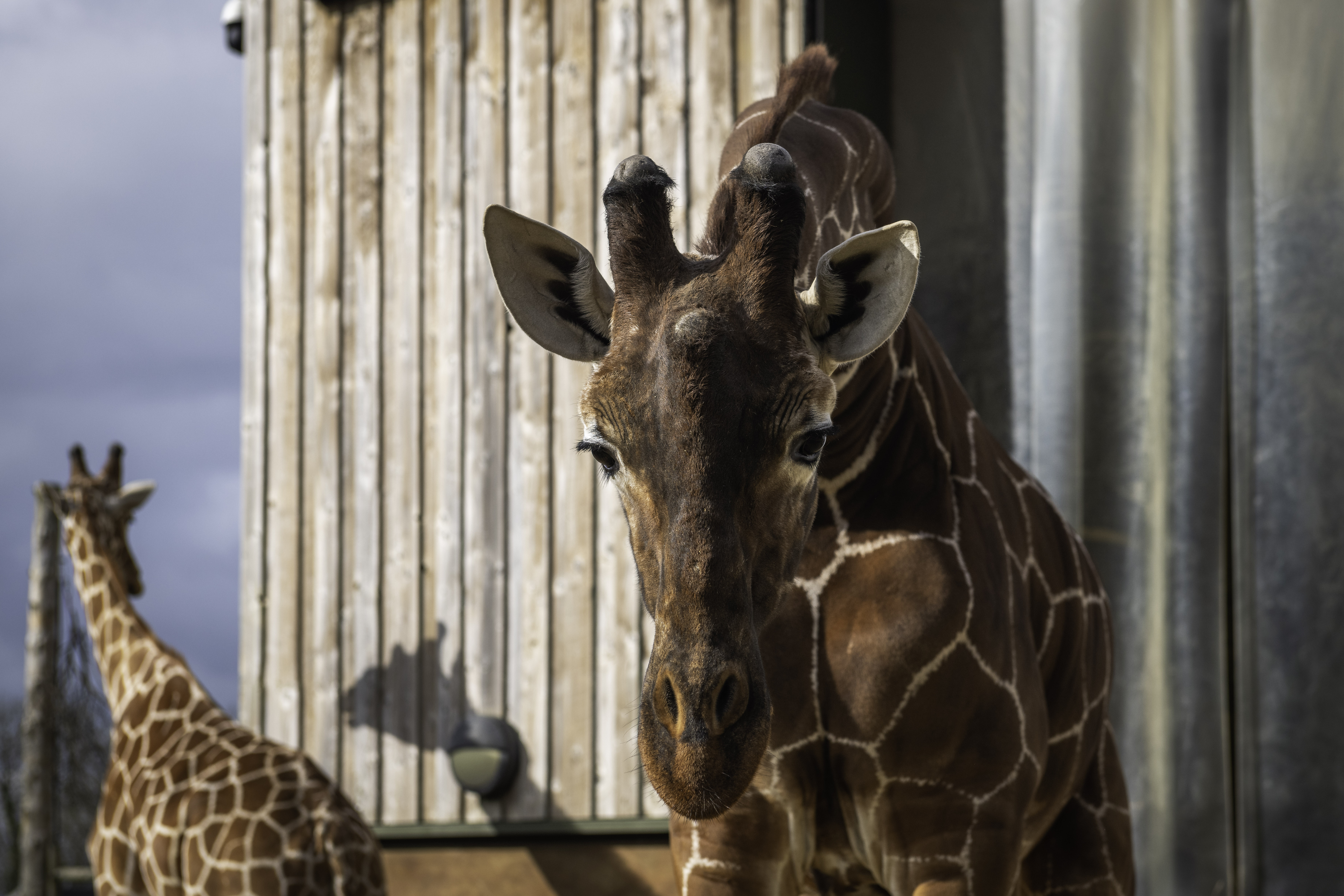 Giraffe with giraffe house behind