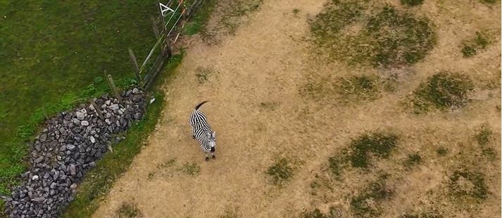Birdseye image of zebra in grassland looking up