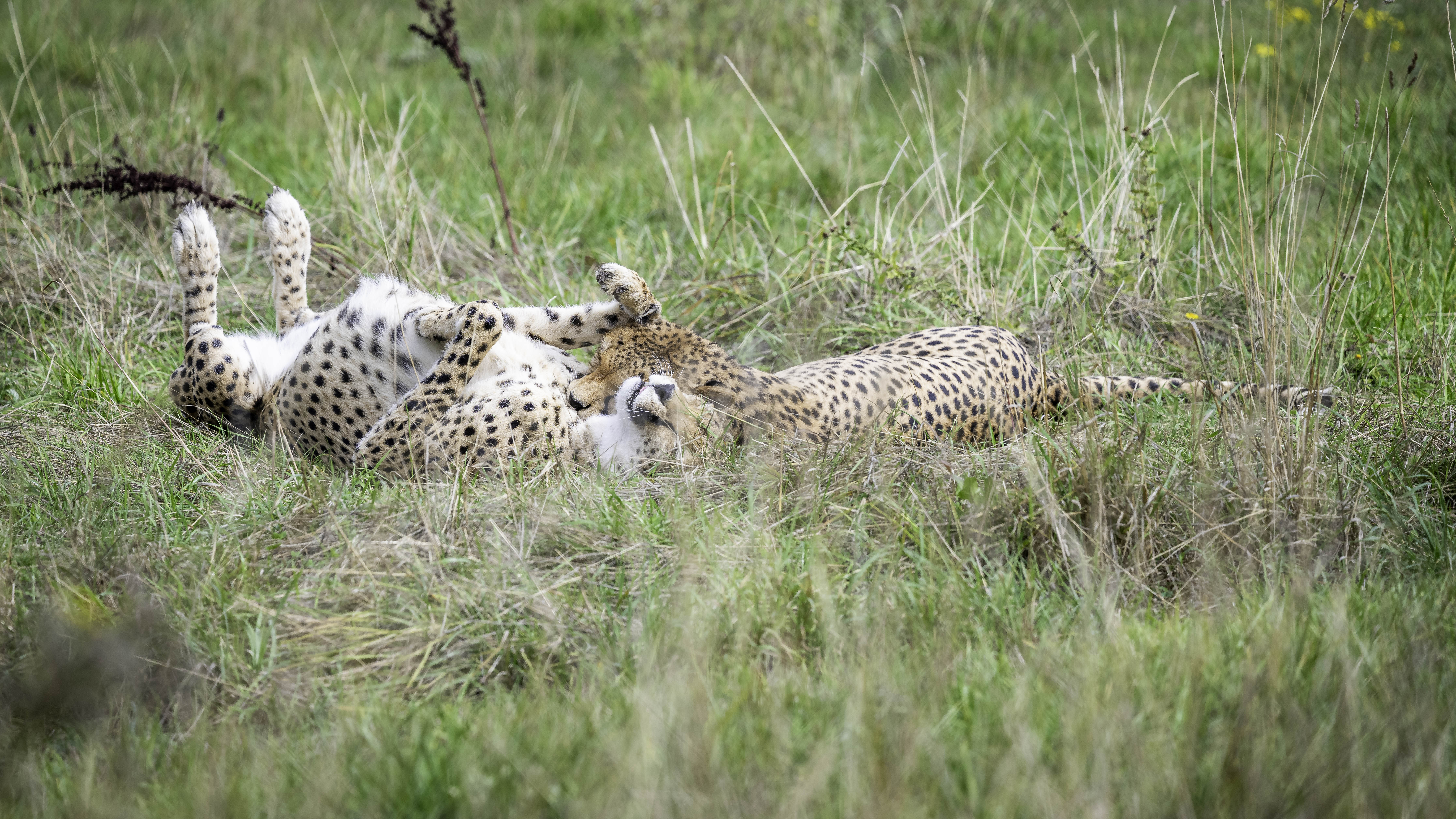 Two cheetahs lying on their backs and playing in the grass