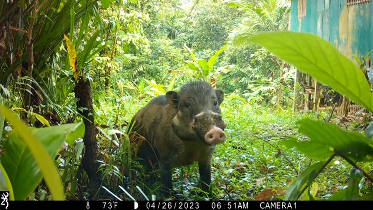 A wild boar stands in lush, green foliage near a building, captured by a trail camera on April 26, 2023, at 6:51 AM.
