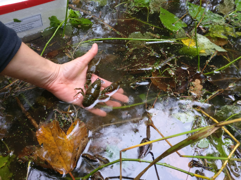 A hand holding a crayfish in a shallow, leaf-filled pond, surrounded by green vegetation and floating debris.