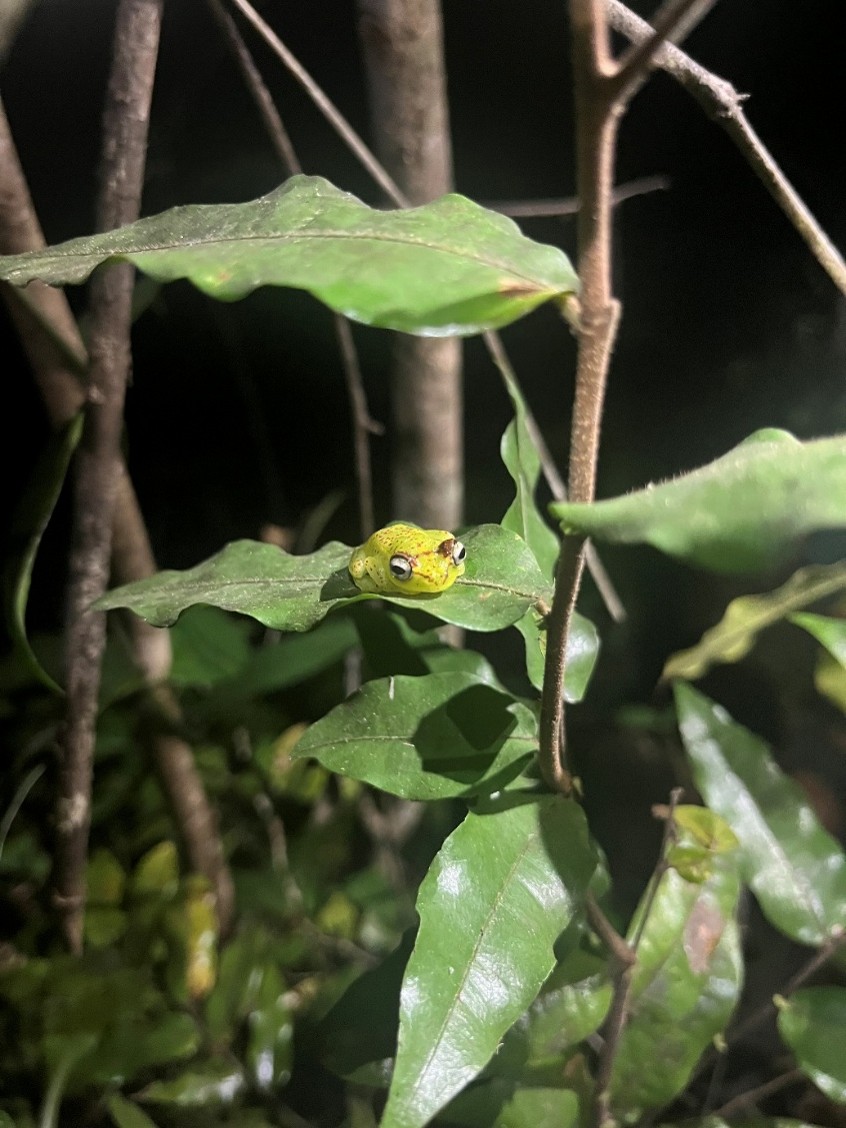 A close-up of a small green frog on a leaf.